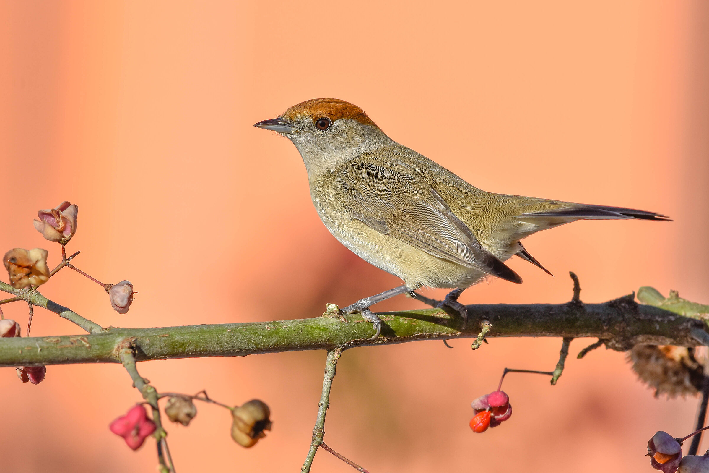 Blackcap
