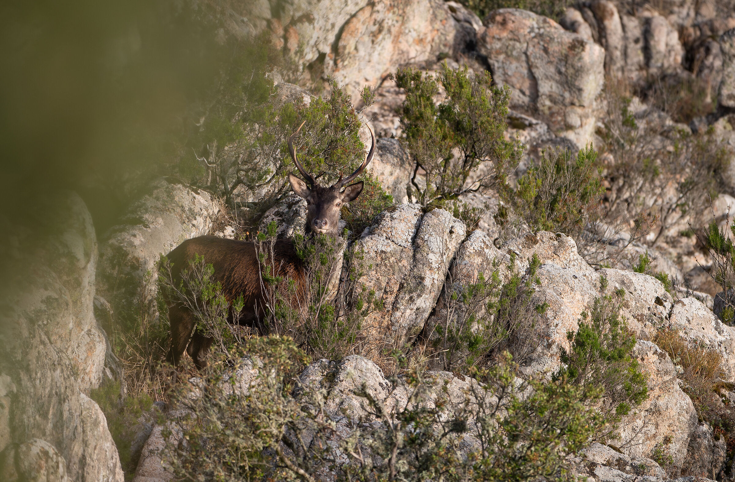 The beauty of the Sardinian deer