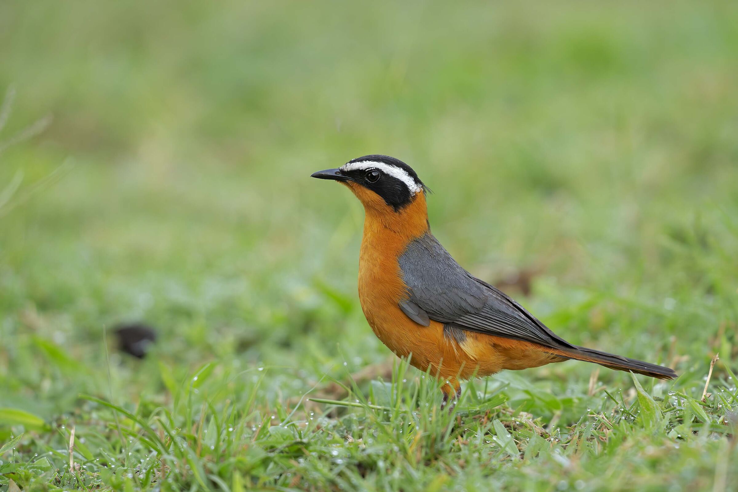 White-browed Robin-chat