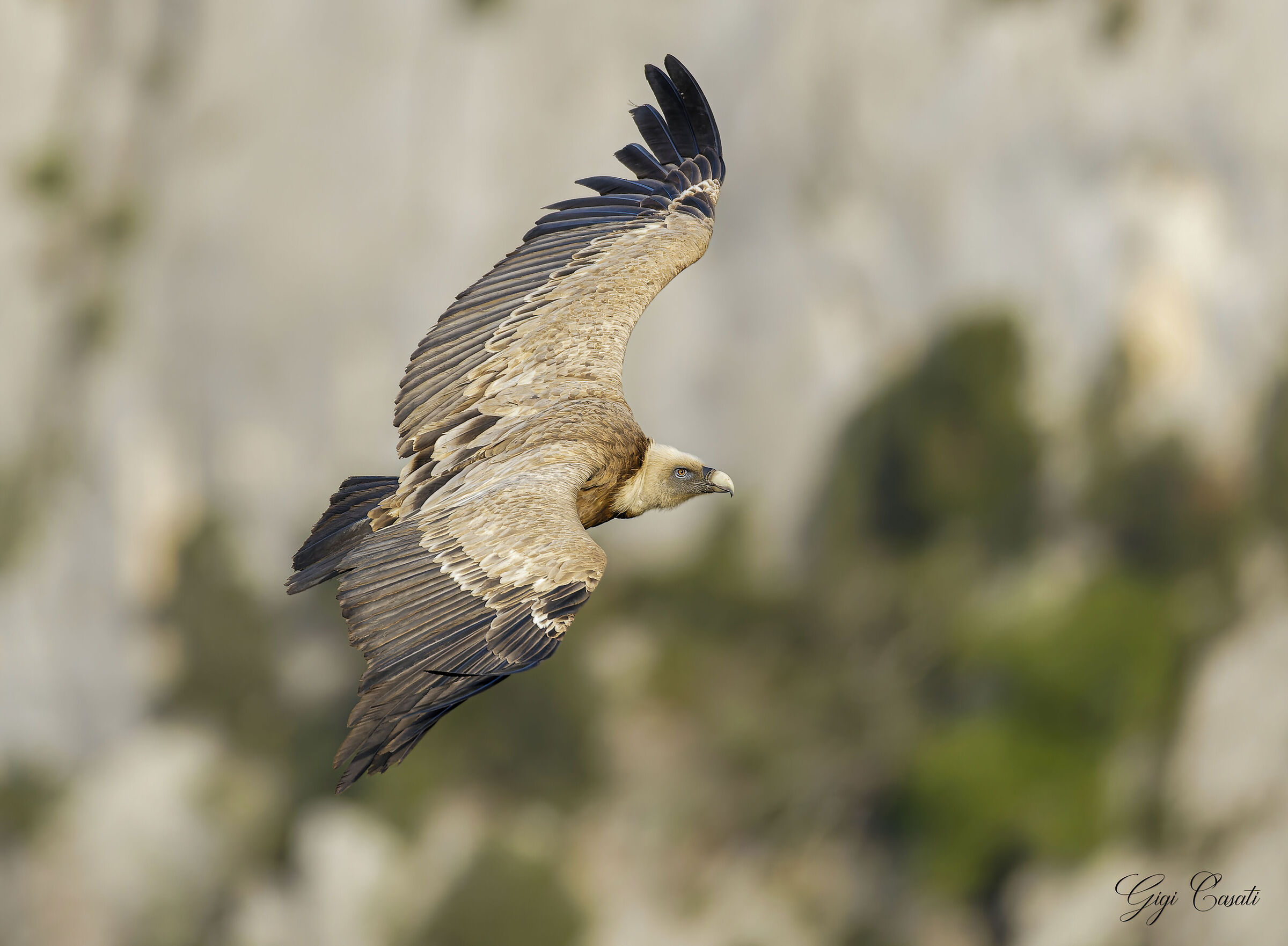 Volare