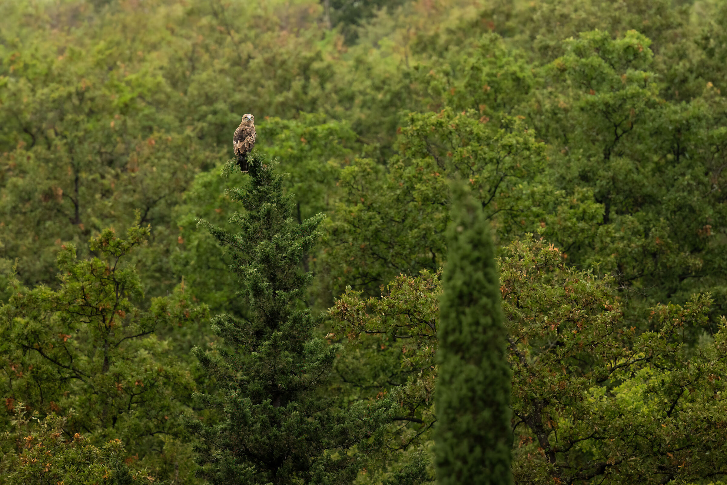 Short-toed Eagle | Circaetus gallicus (Tuscany-September 202...