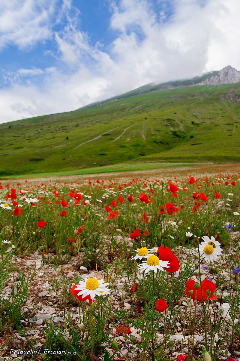 Fioritura Castelluccio 2013