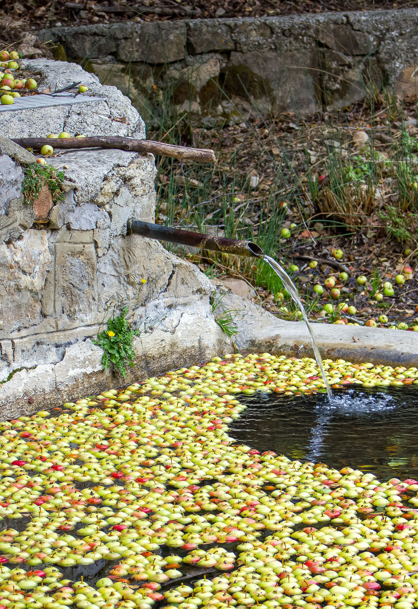 Le mele selvatiche galleggianti nella fontana