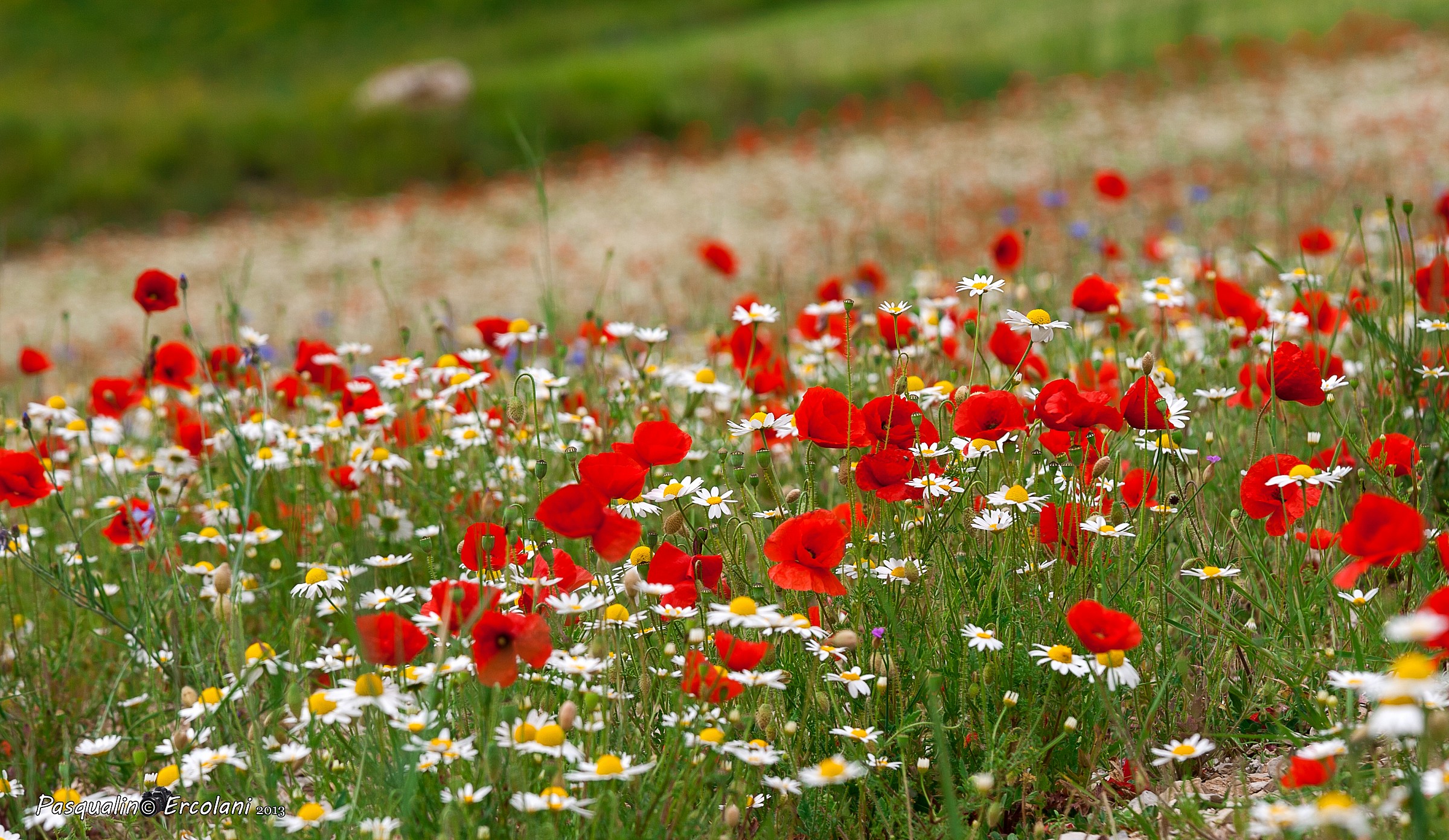 Fioritura Castelluccio 2013
