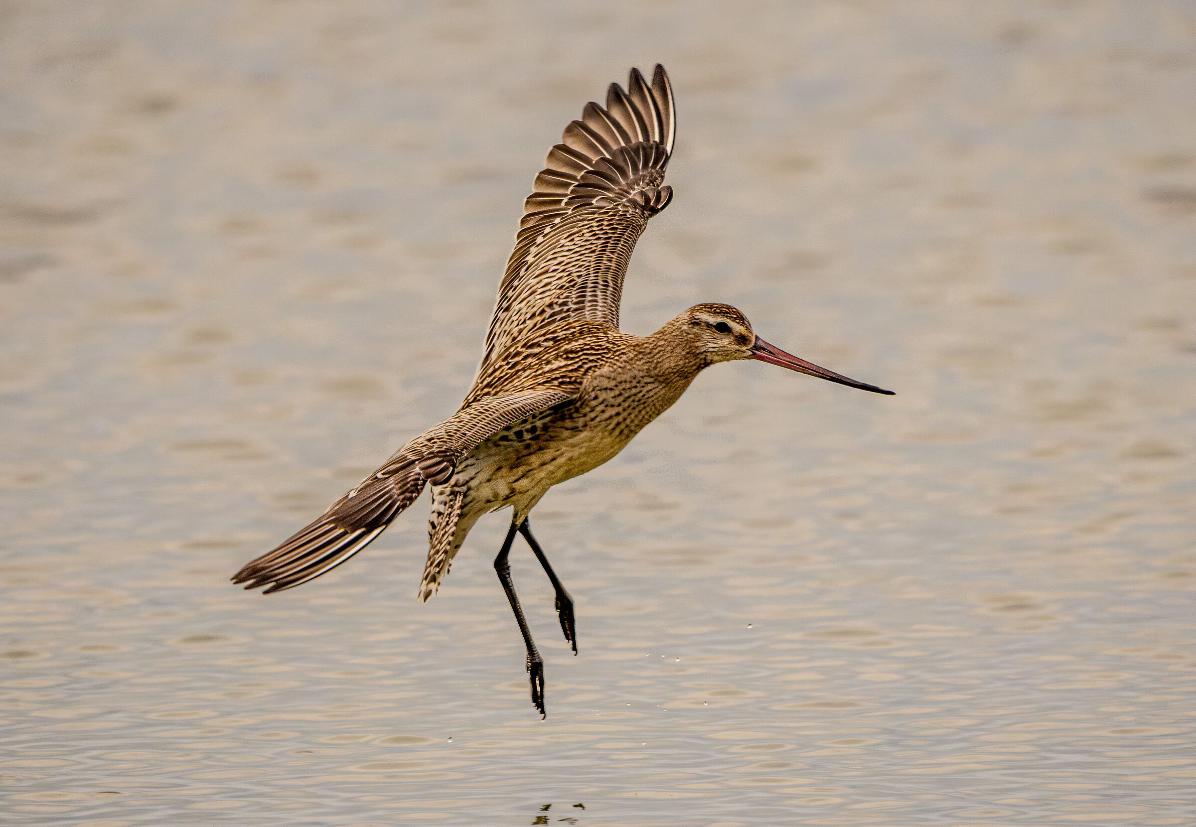 Limosa Lapponica