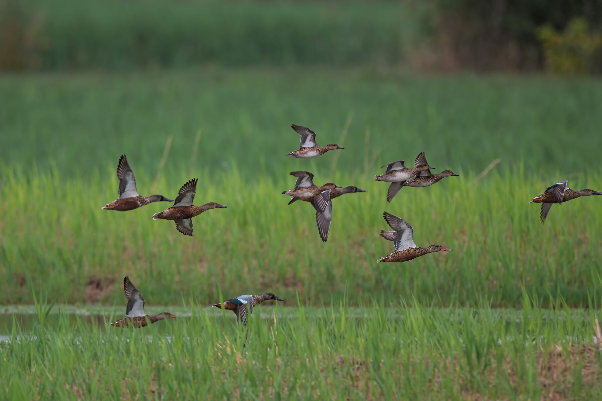 Shovelers & Teals