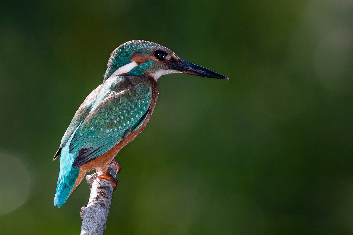 Kingfisher