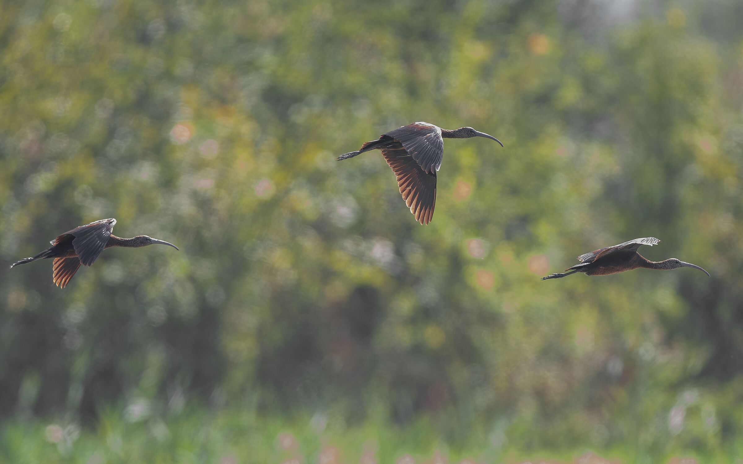 Glossy ibis in flight