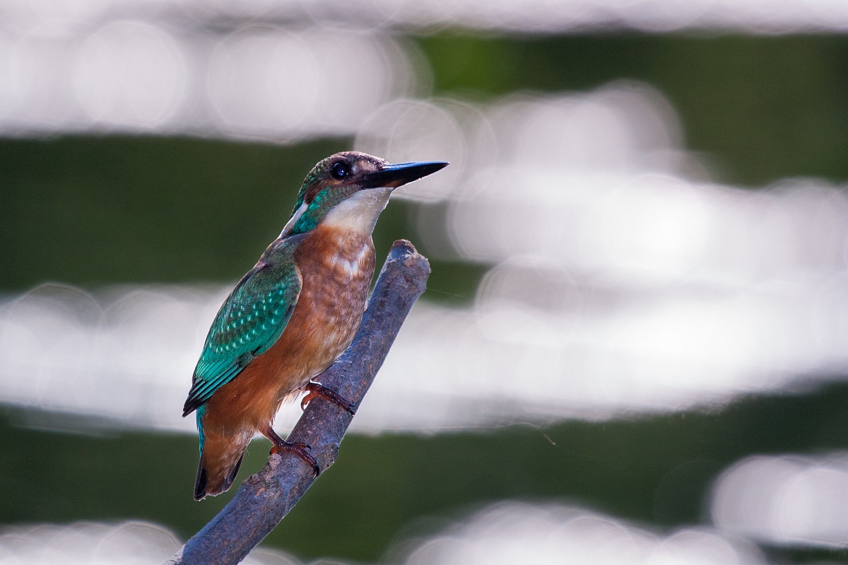 Kingfisher full backlight