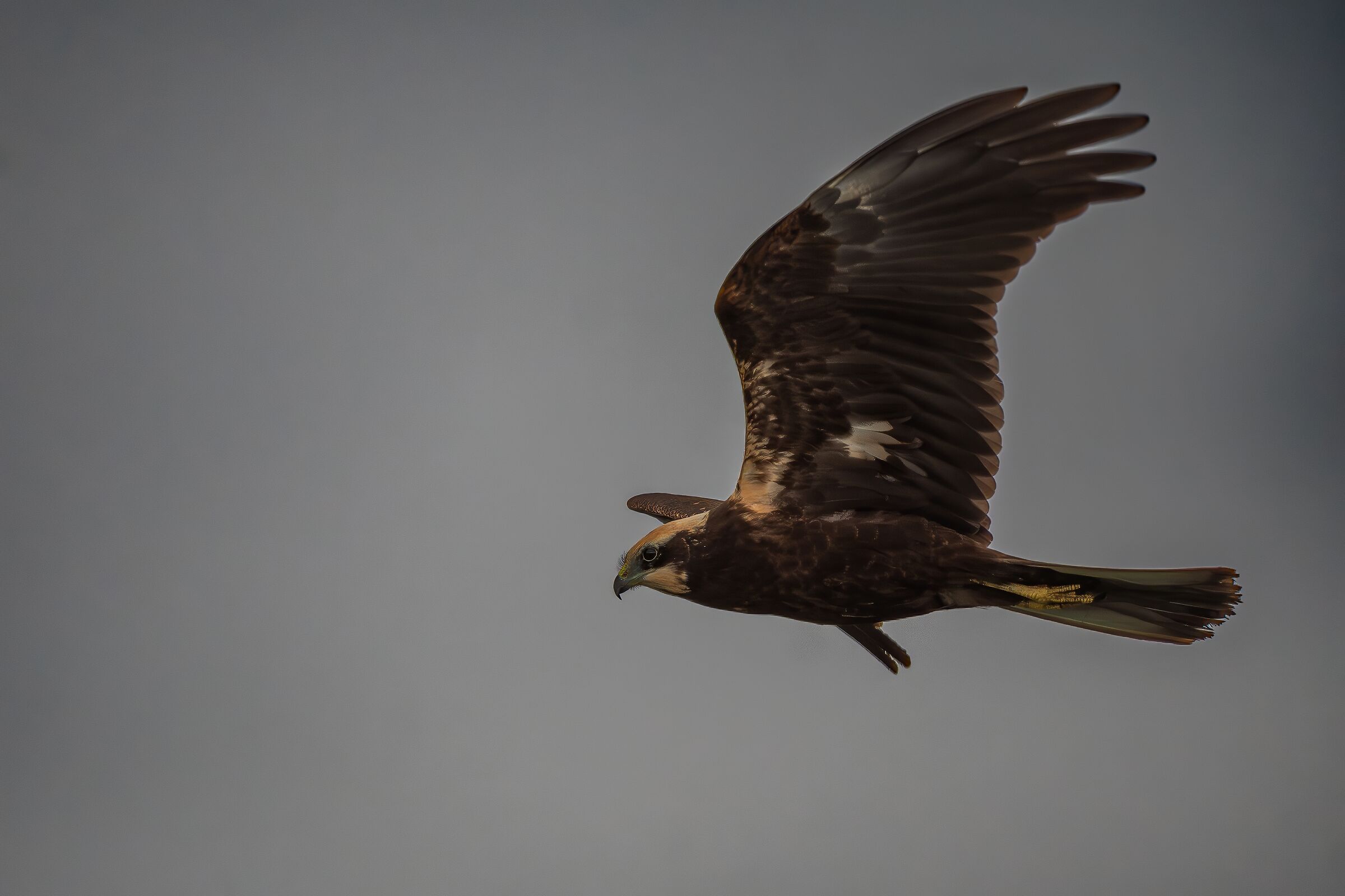 Marsh Harrier