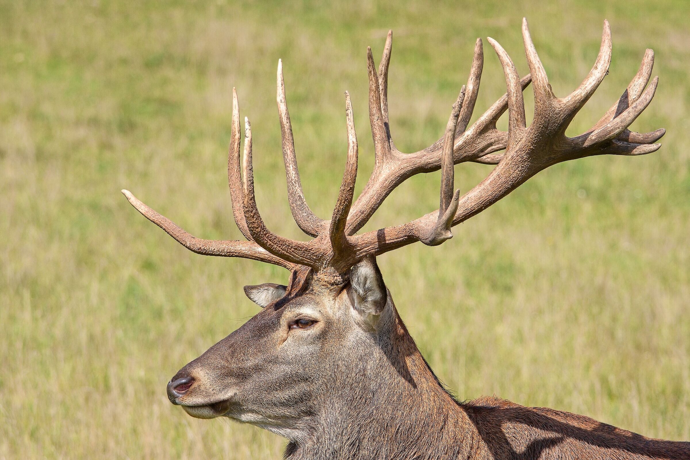 Cervus elaphus