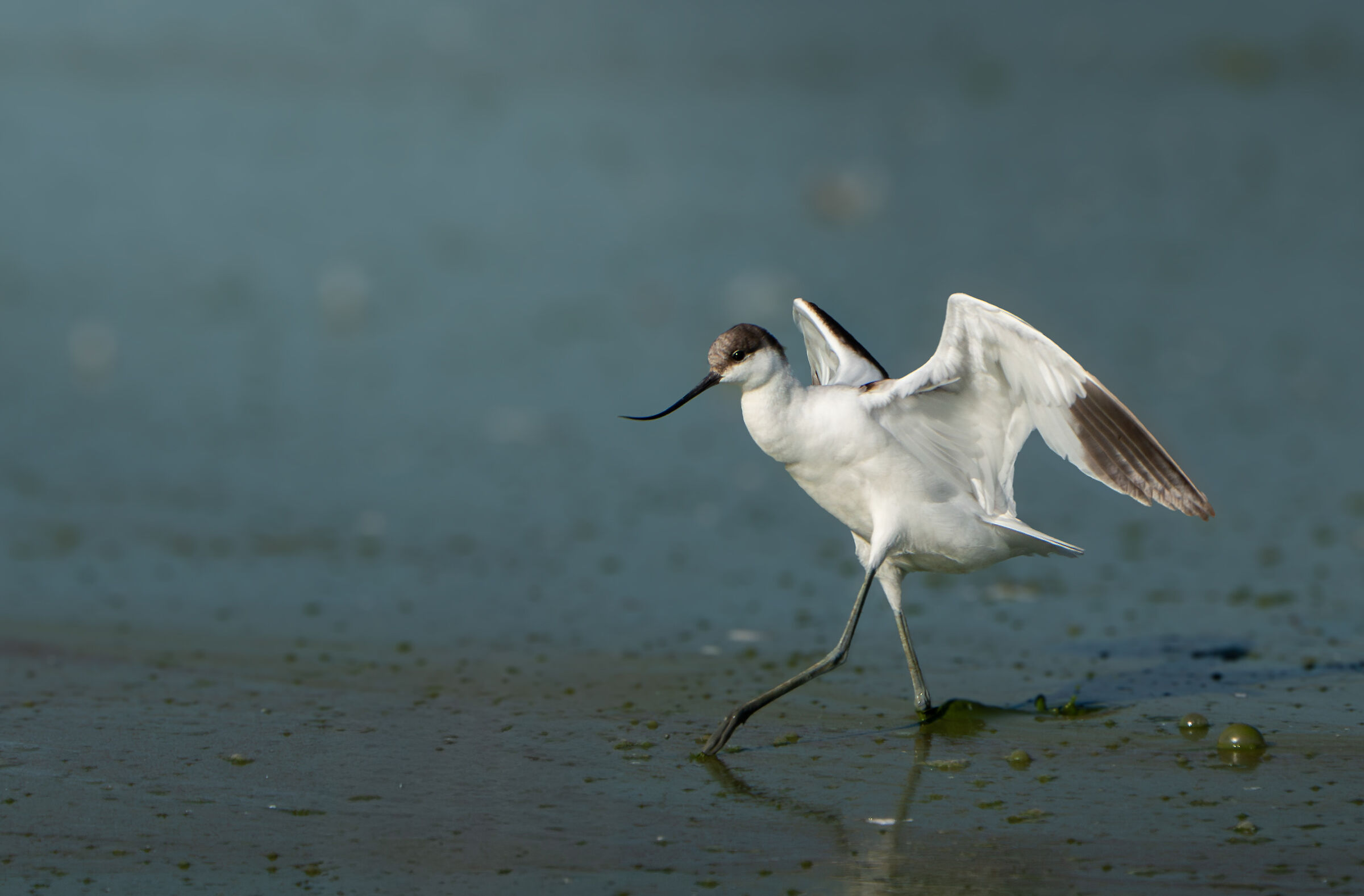 Avocetta