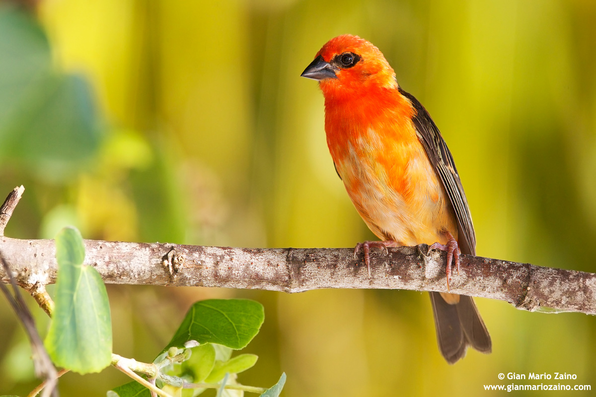 Foudia madagascariensis / Tessitore fiammante