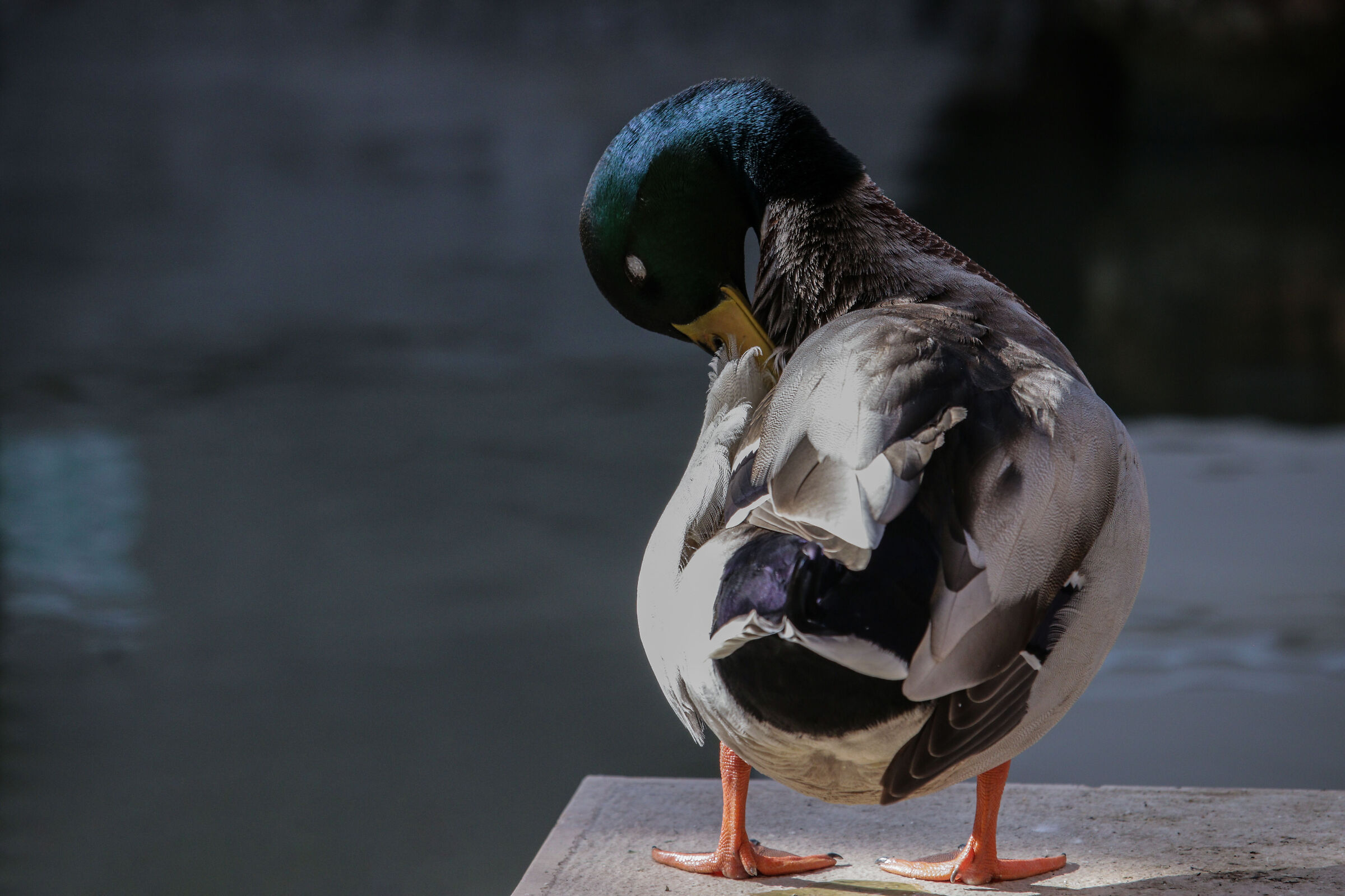 Duck