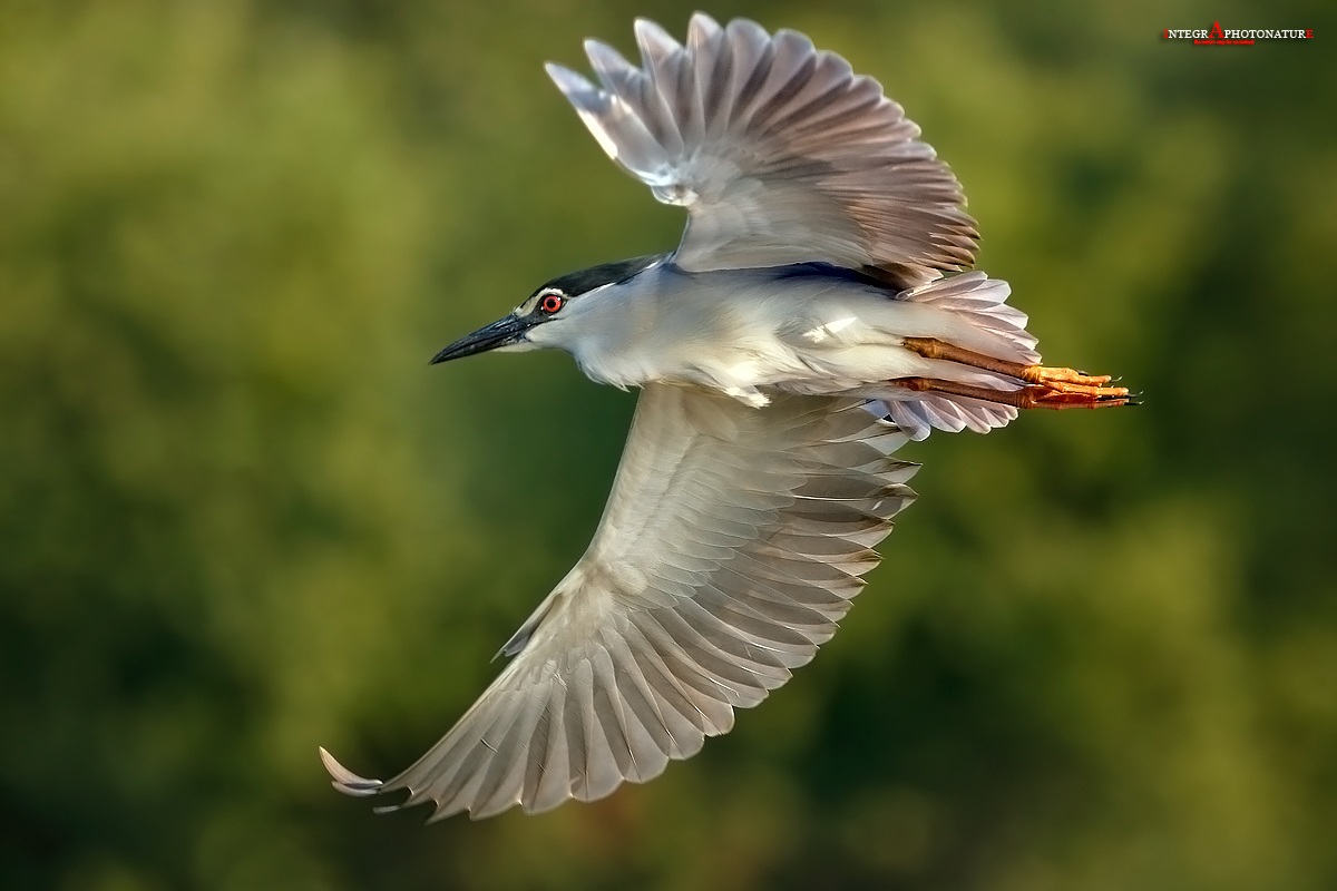 spread its wings to the sky