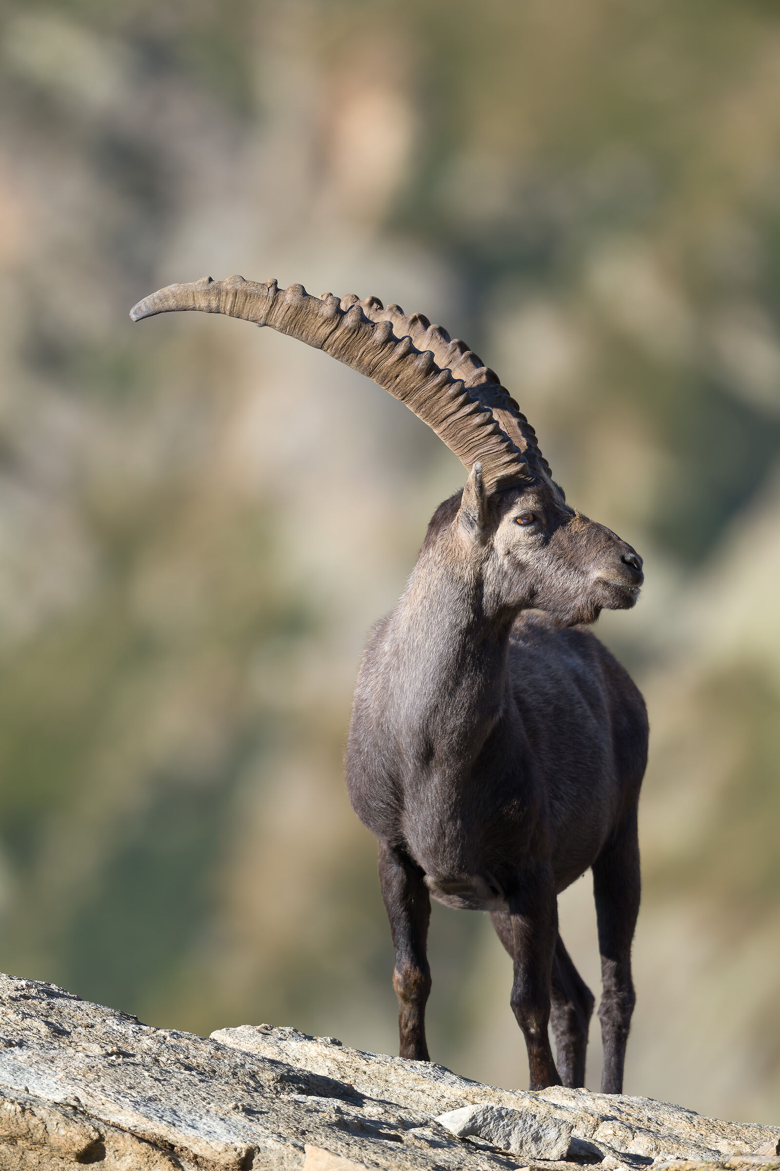 Ibex - Gran Paradiso National Park - Piedmont