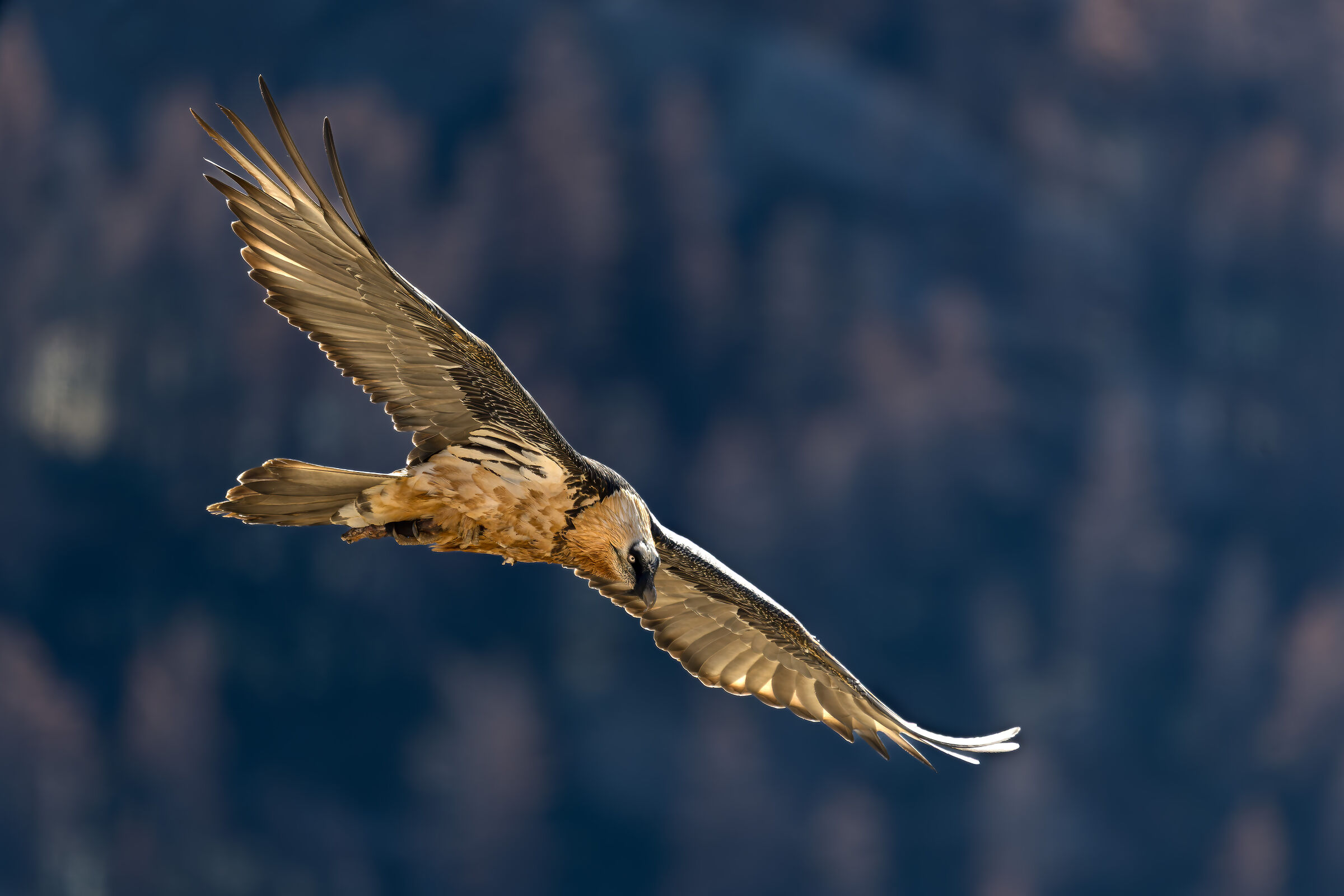 Gipeto - Parco Nazionale del Gran Paradiso -Piemonte