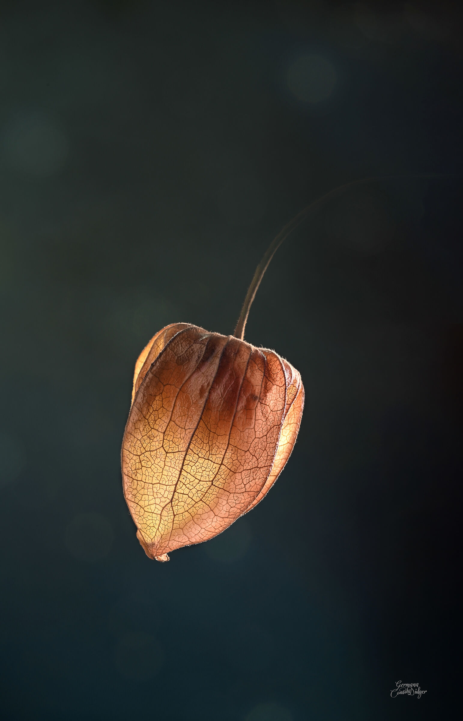 Alchechengi Chinese Lantern