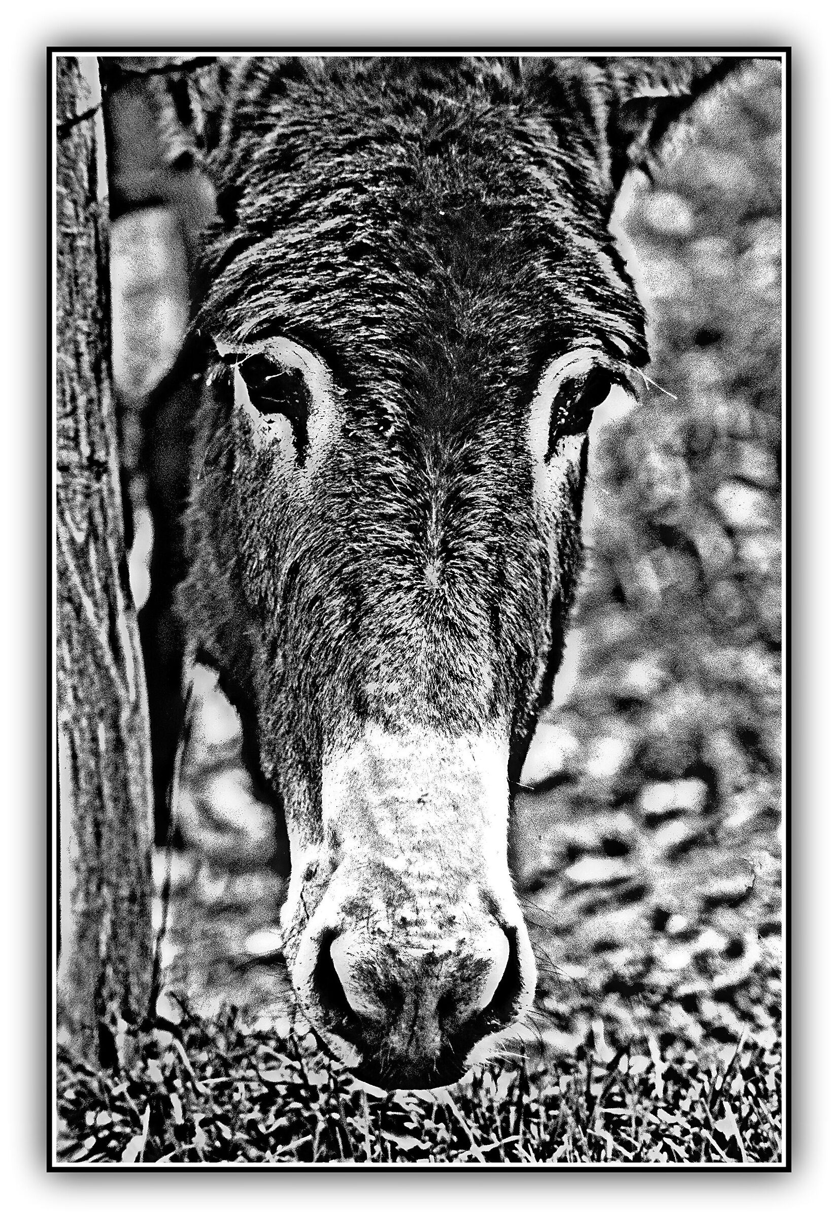 The Donkey of the Taburri