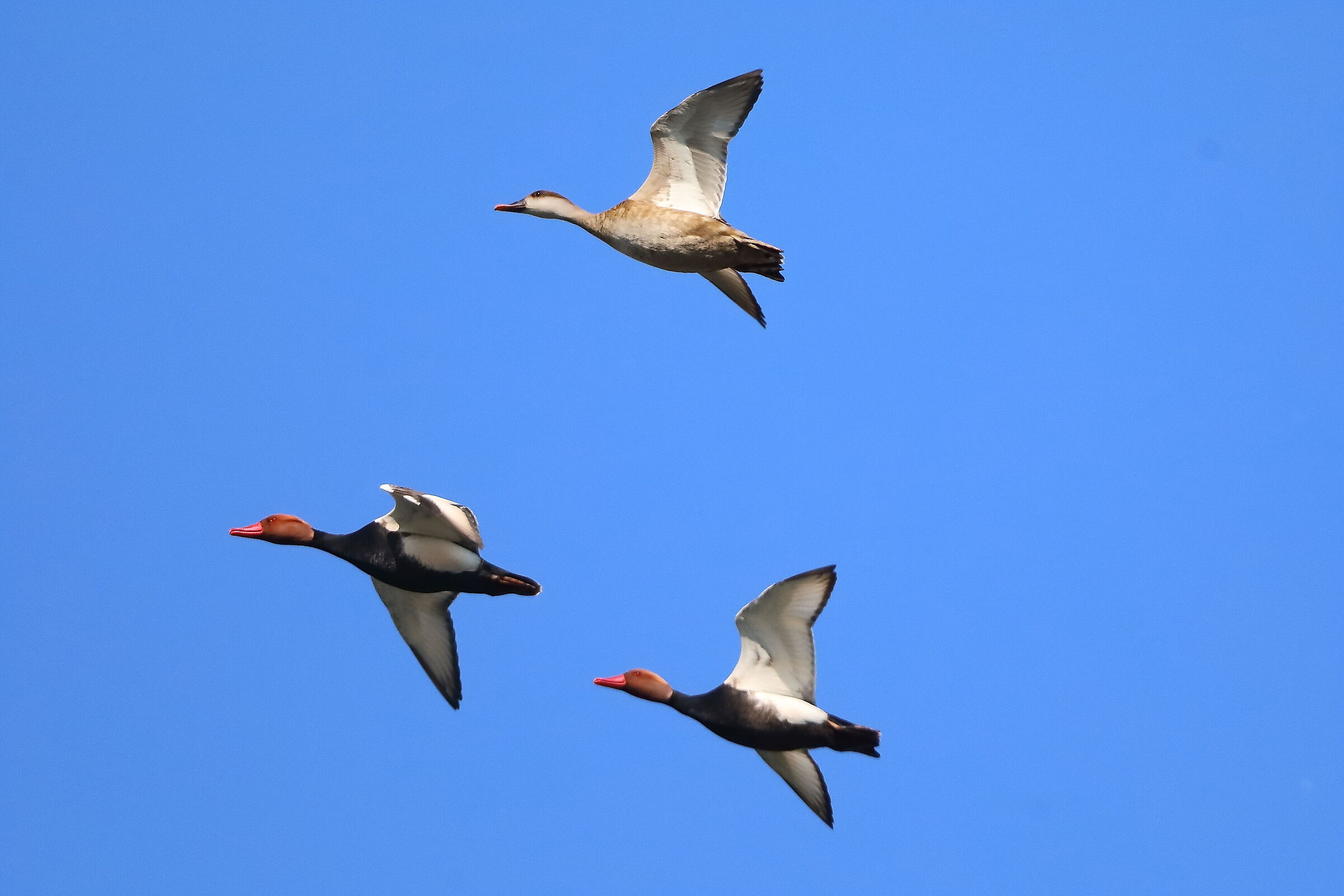 Morette T 05 aprile 2025- 0356