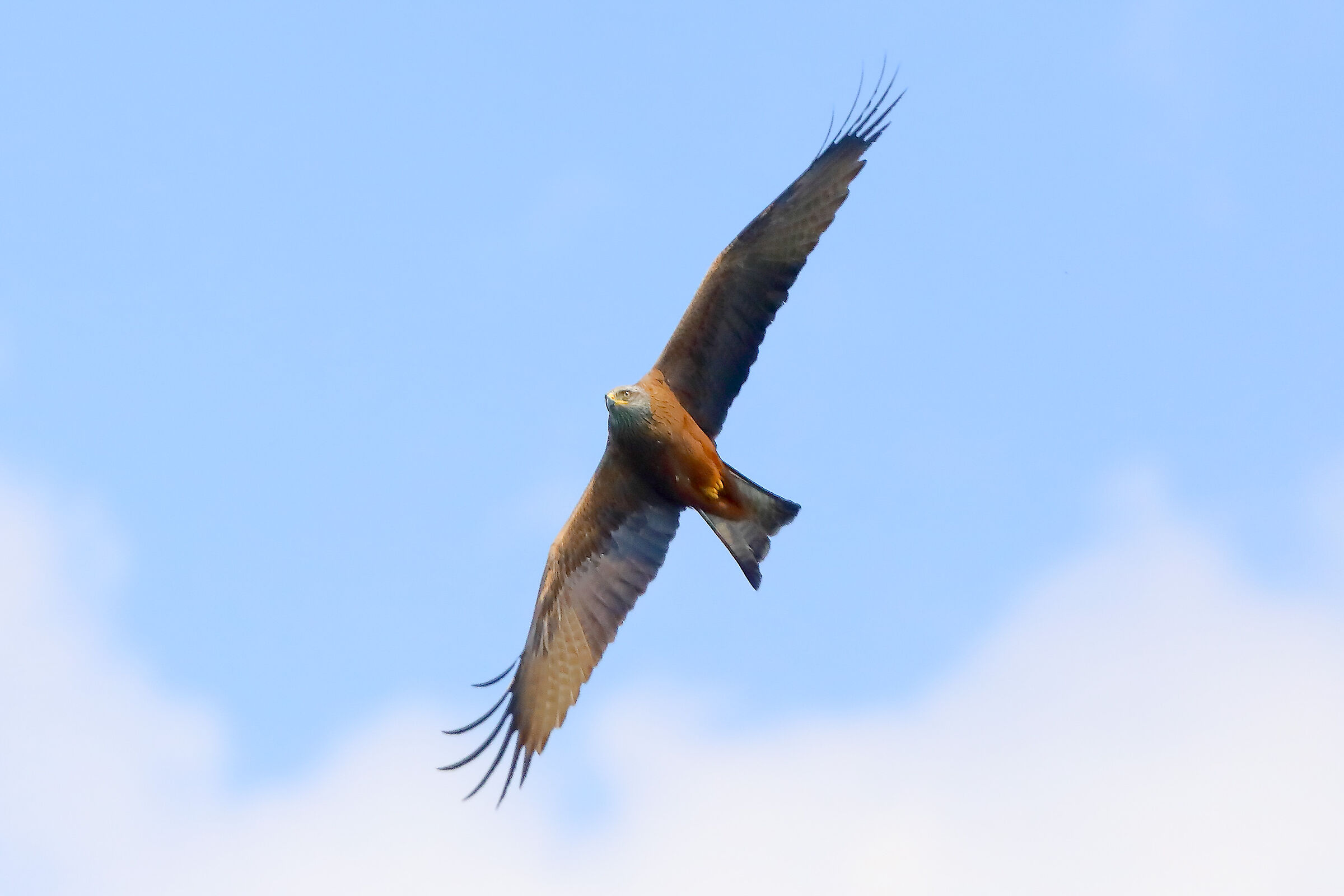 Nibbio bruno 04 aprile 2025 - 0131