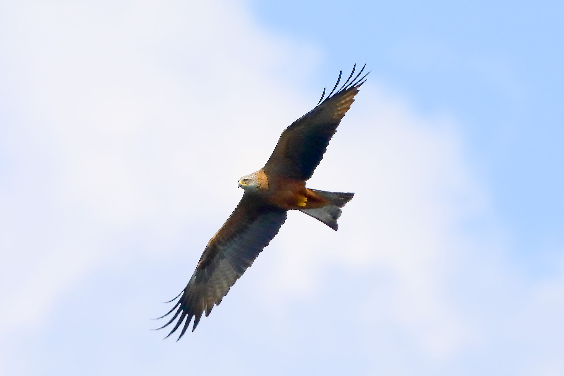 Nibbio bruno 04 aprile 2025 - 0133