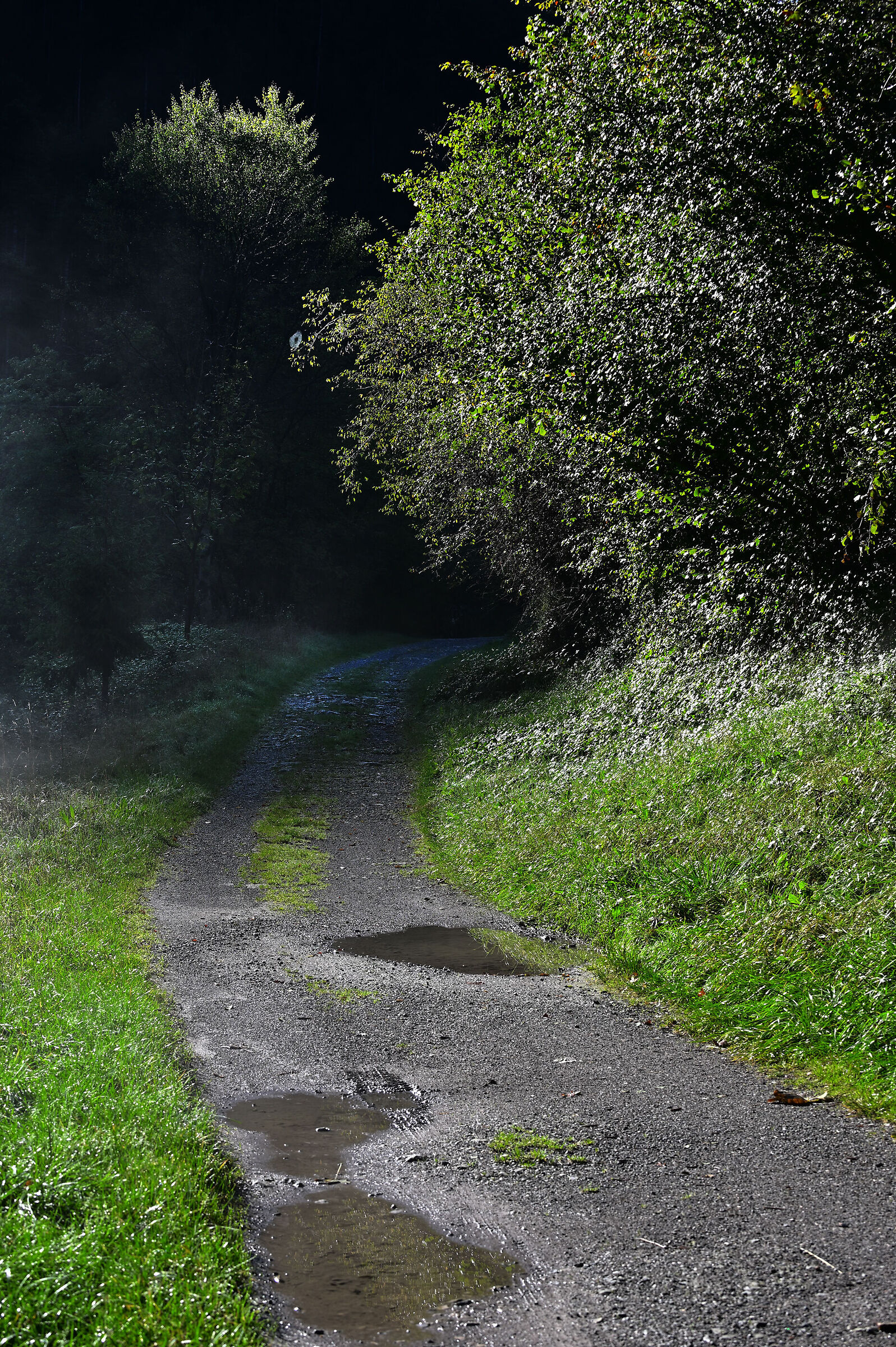 "I walked into a dark forest"