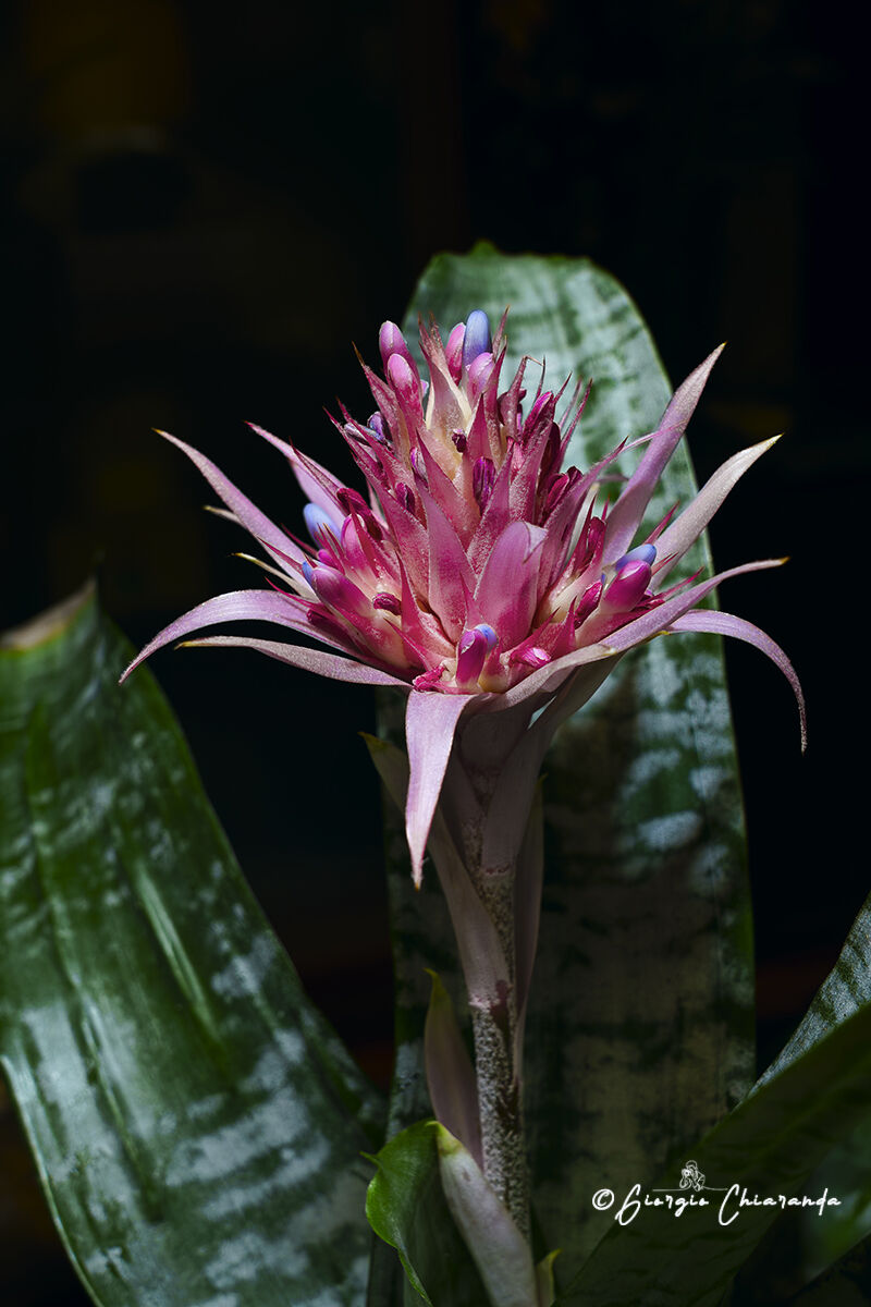 Acmea (Aechmea fasciata)