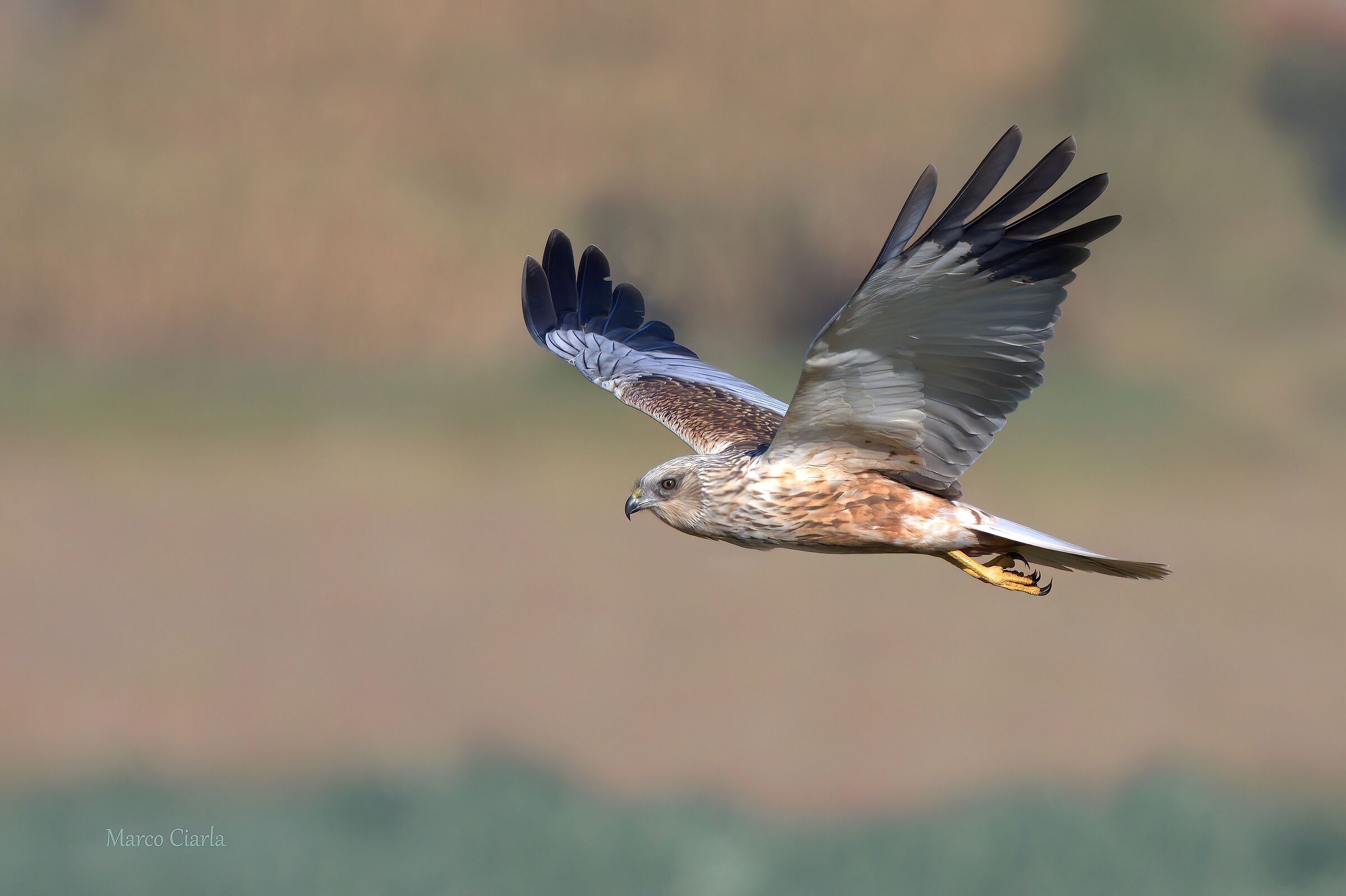 Falco di palude (Circus aeruginosus )