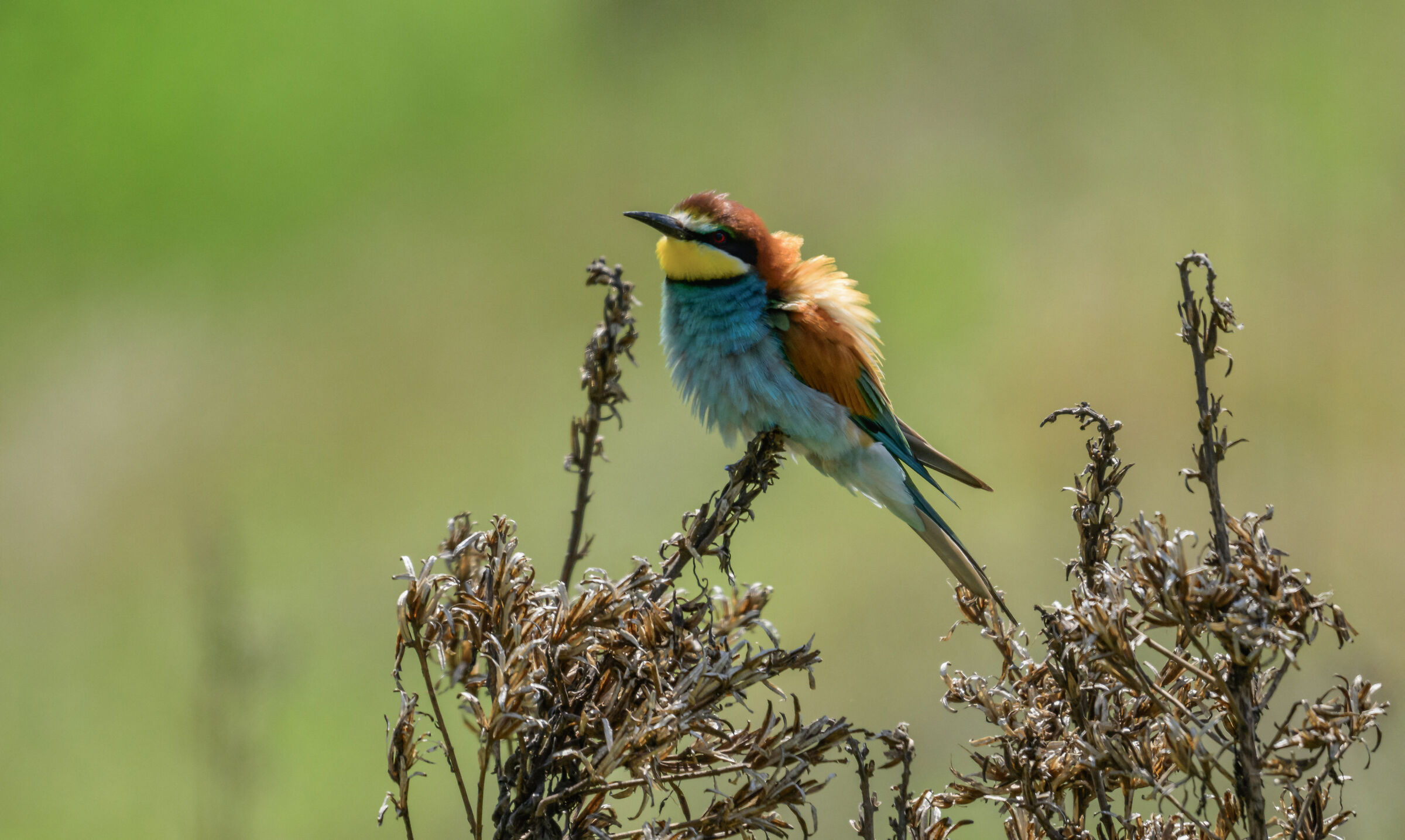 bee-eater