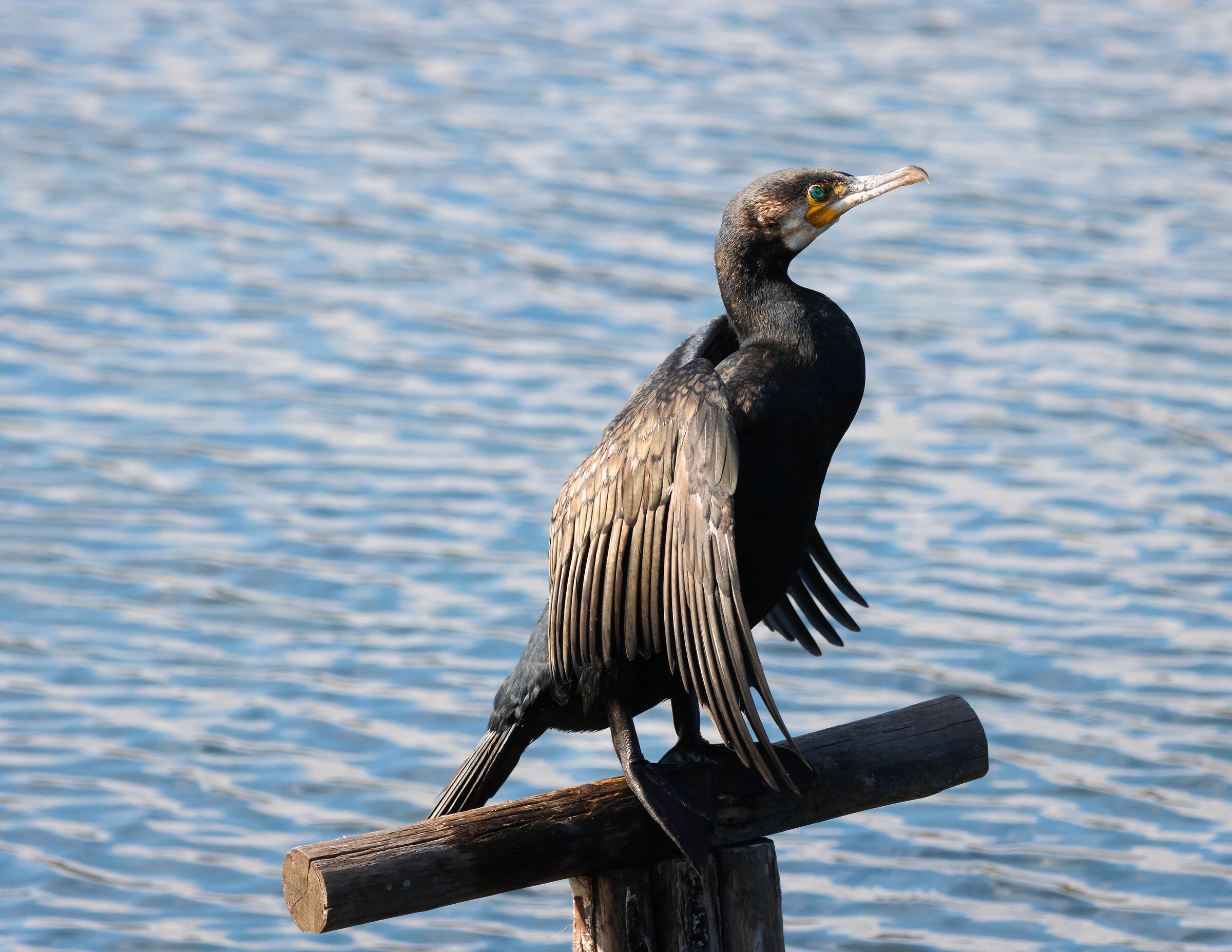 Cormorant