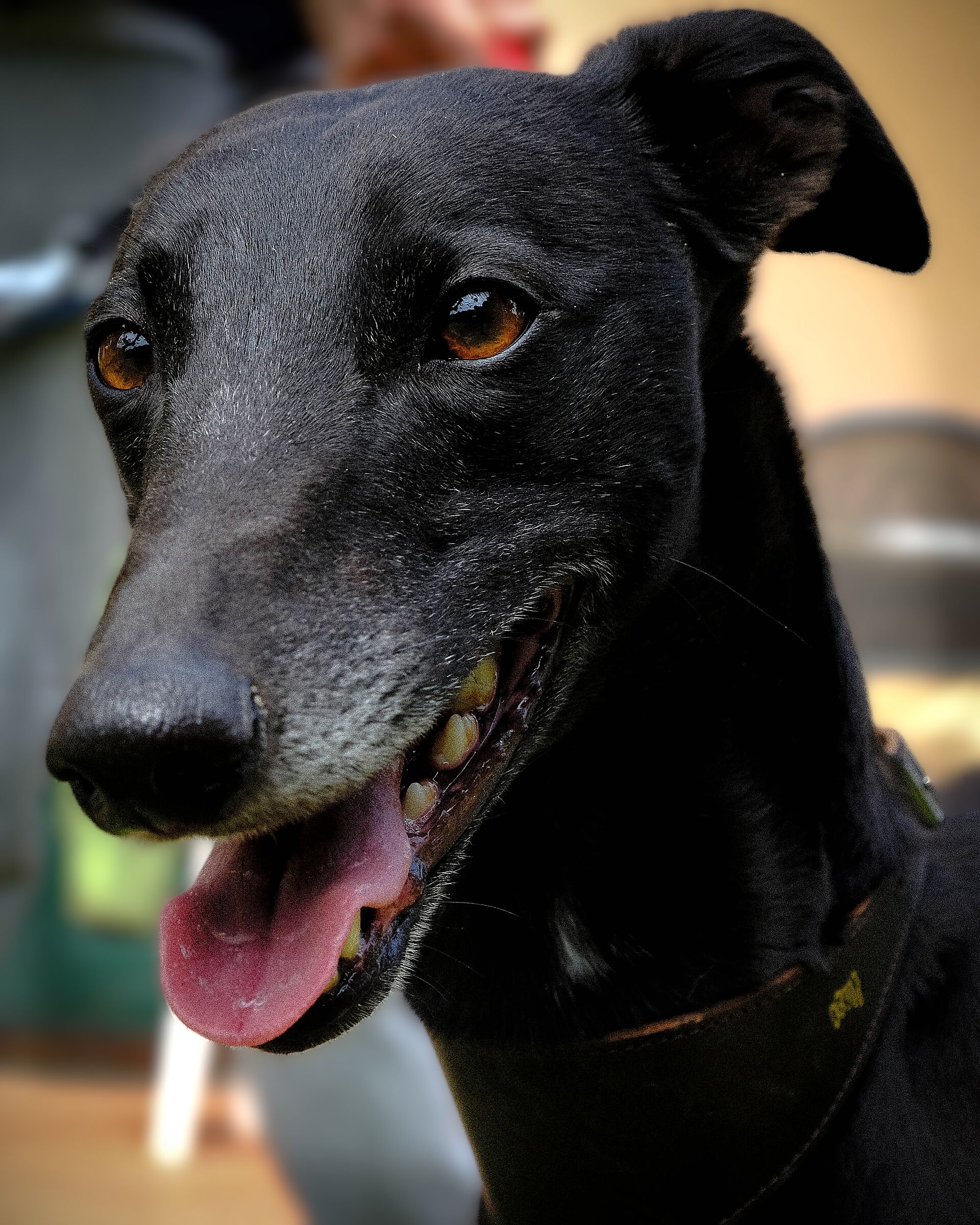 Black greyhound