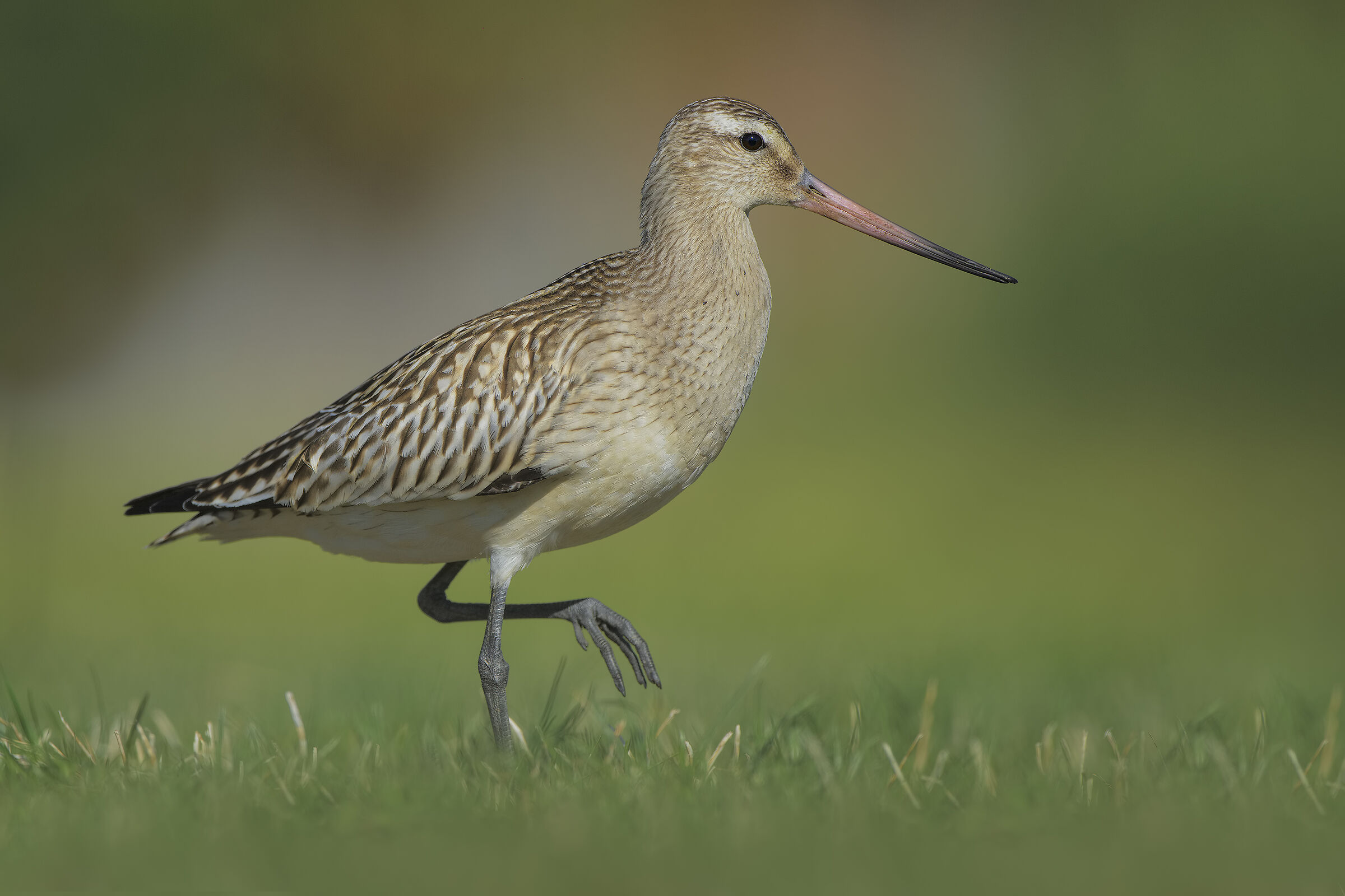 Bar-tailed godwit