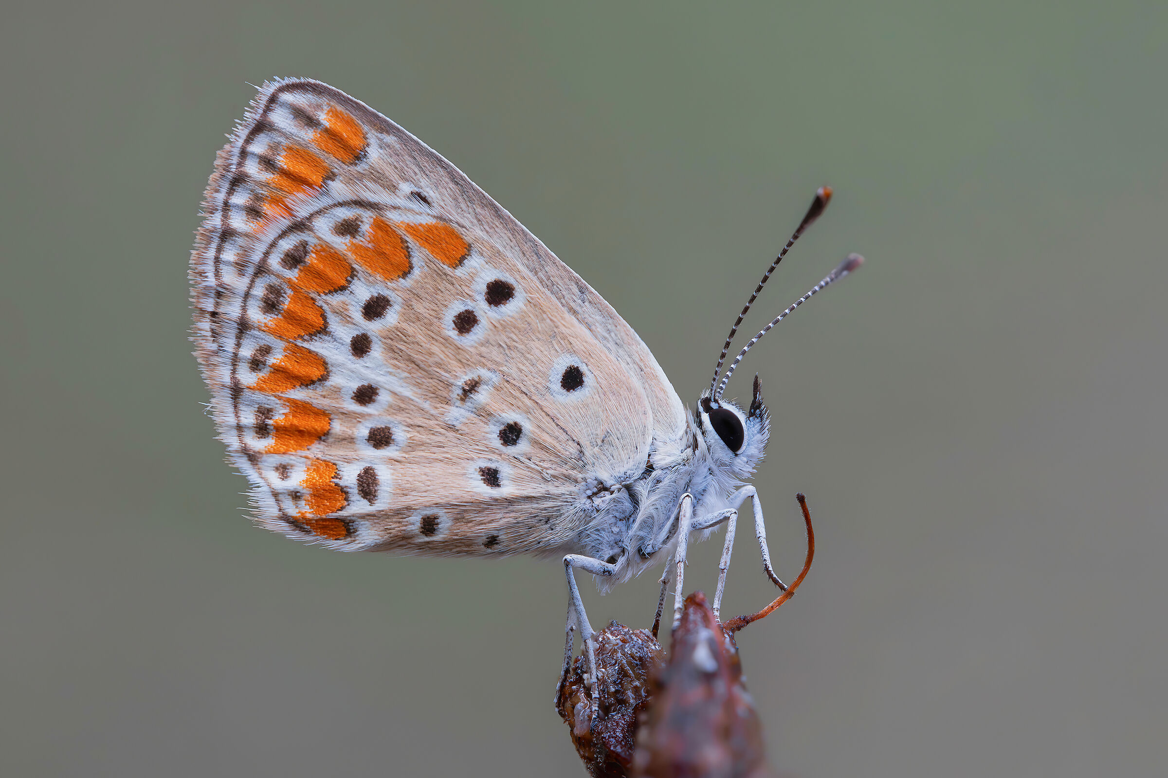 Aricia agestis