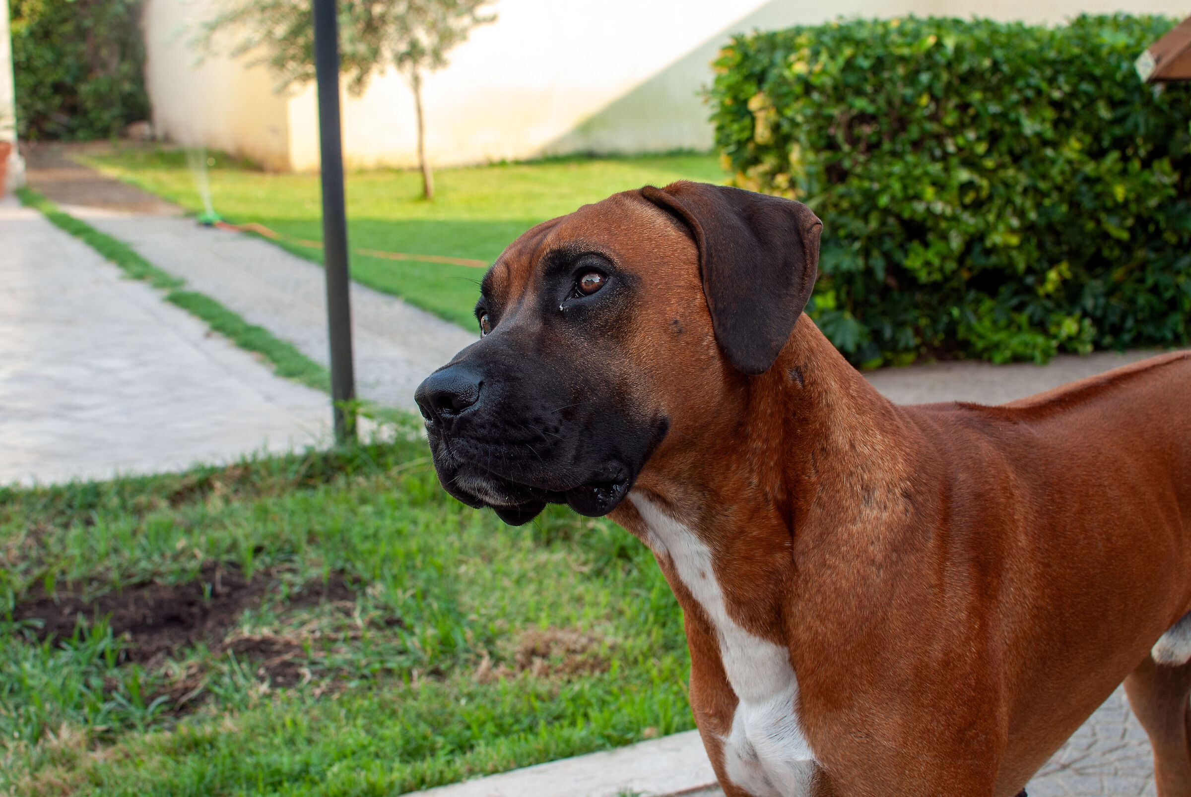 Brad the Rhodesian Ridgeback so naughty