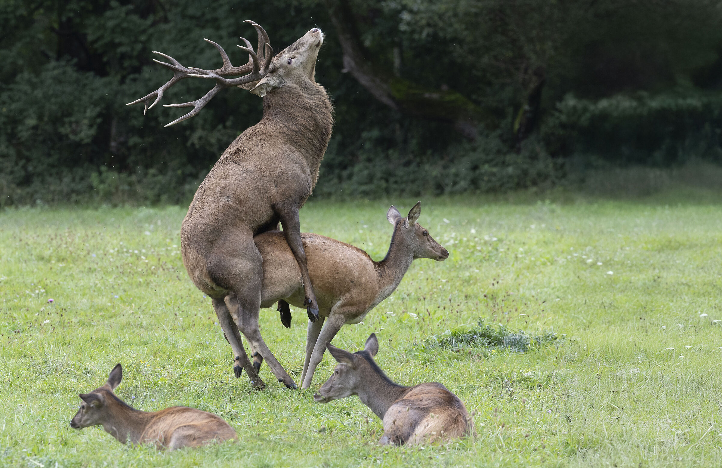 With amorous passion, Deer September 2025