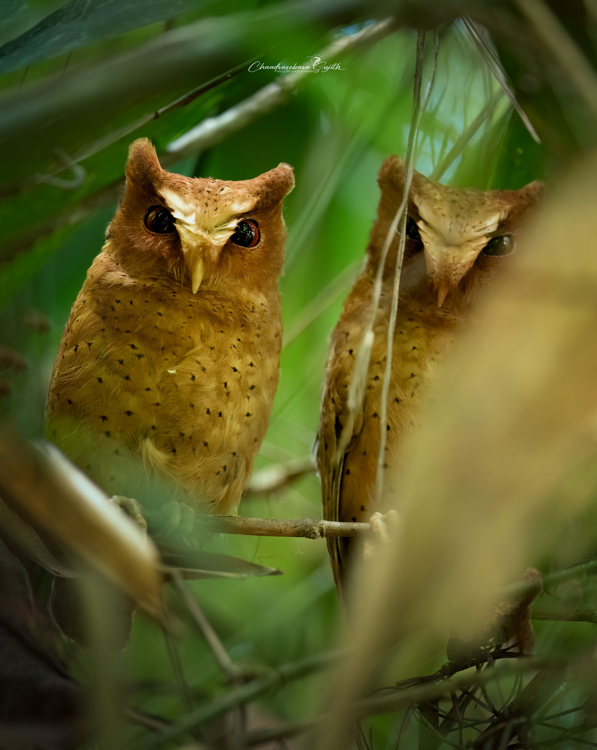 Serendib scops owl endemic to S.L