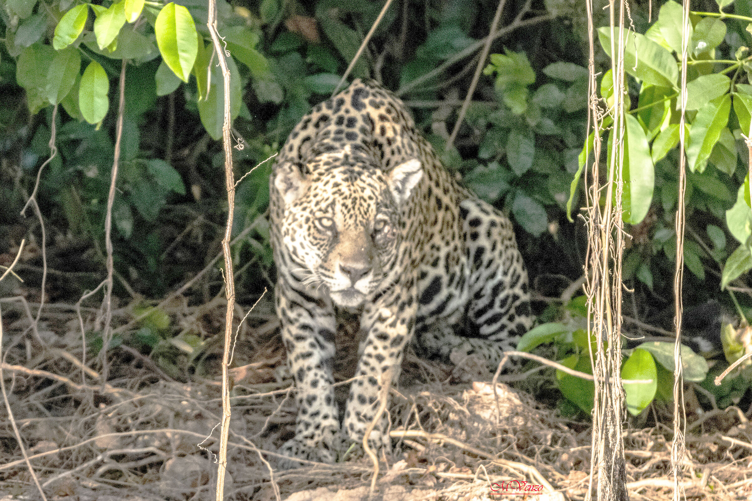Pantanal