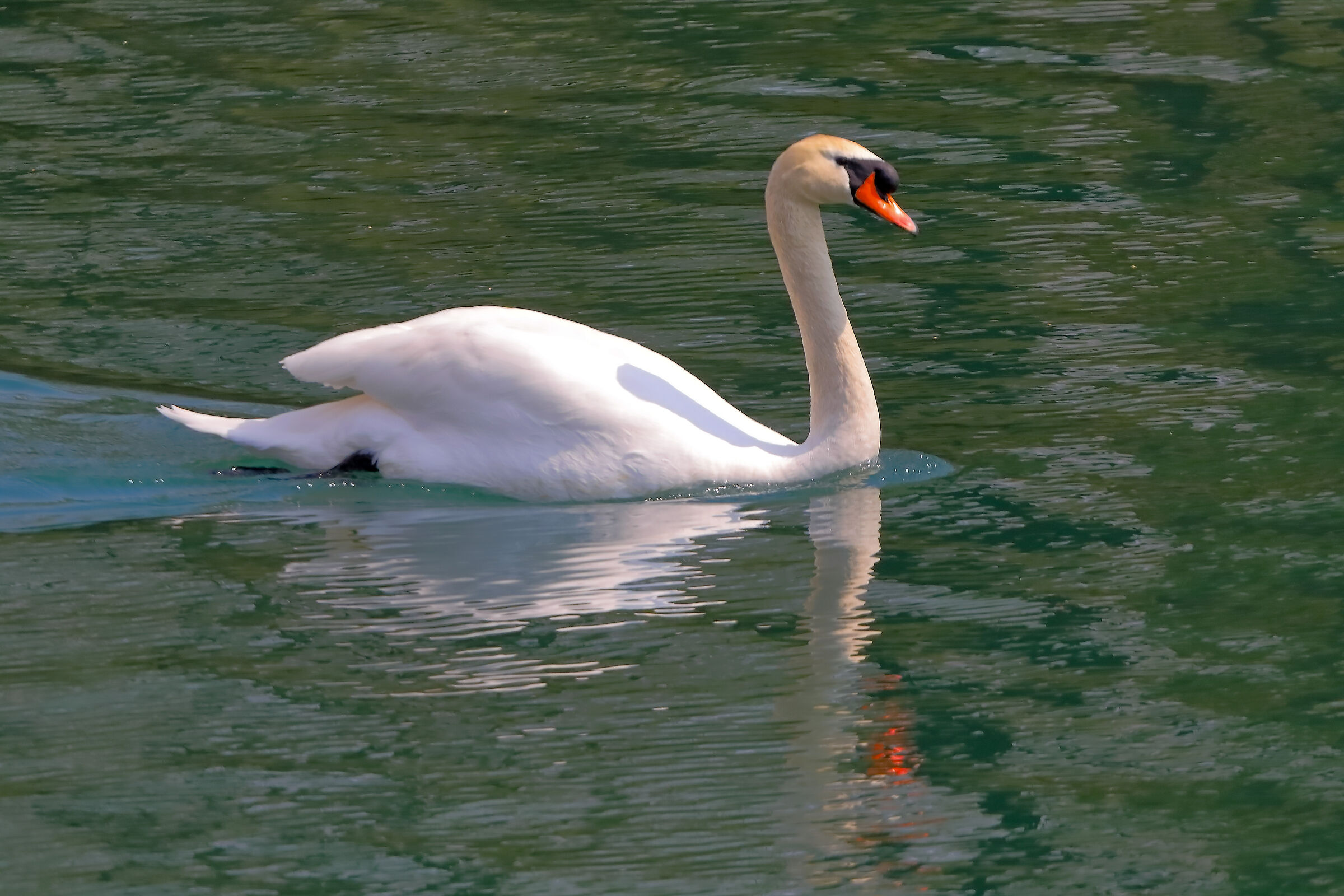 Cigno R 09 aprile 2025 - 0003