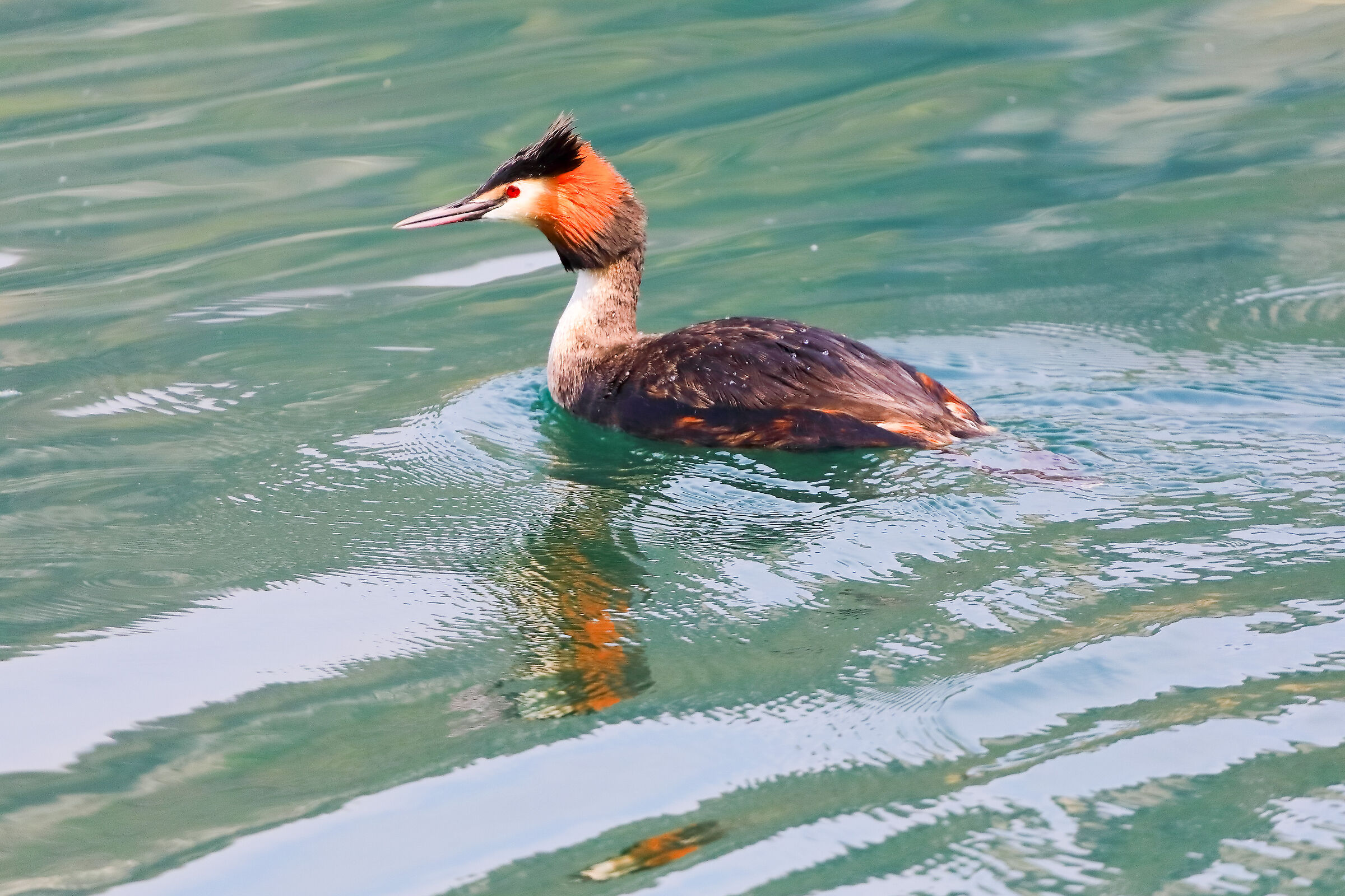 Svasso 09 aprile 2025 - 0027