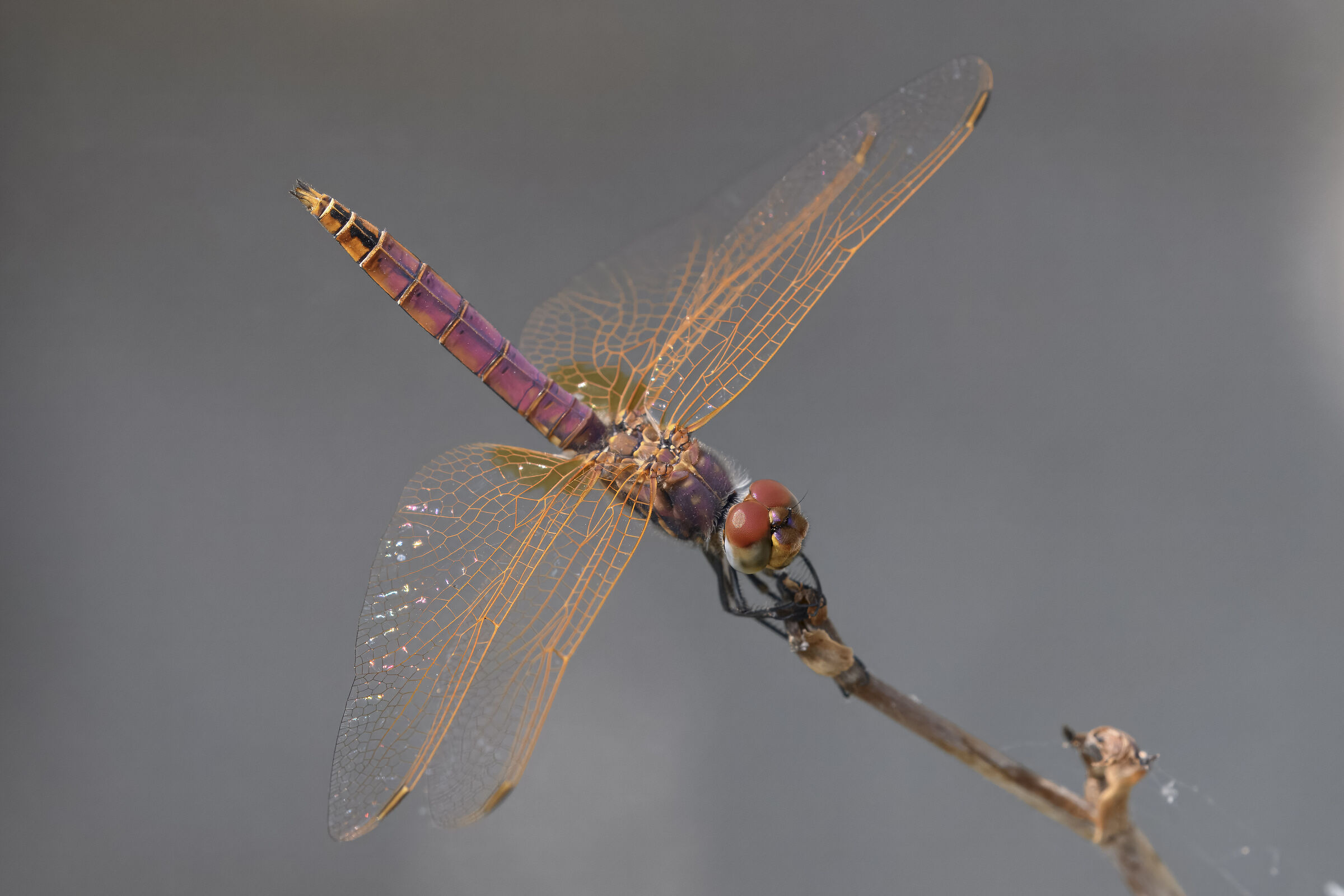 Trithemis annulata maschio