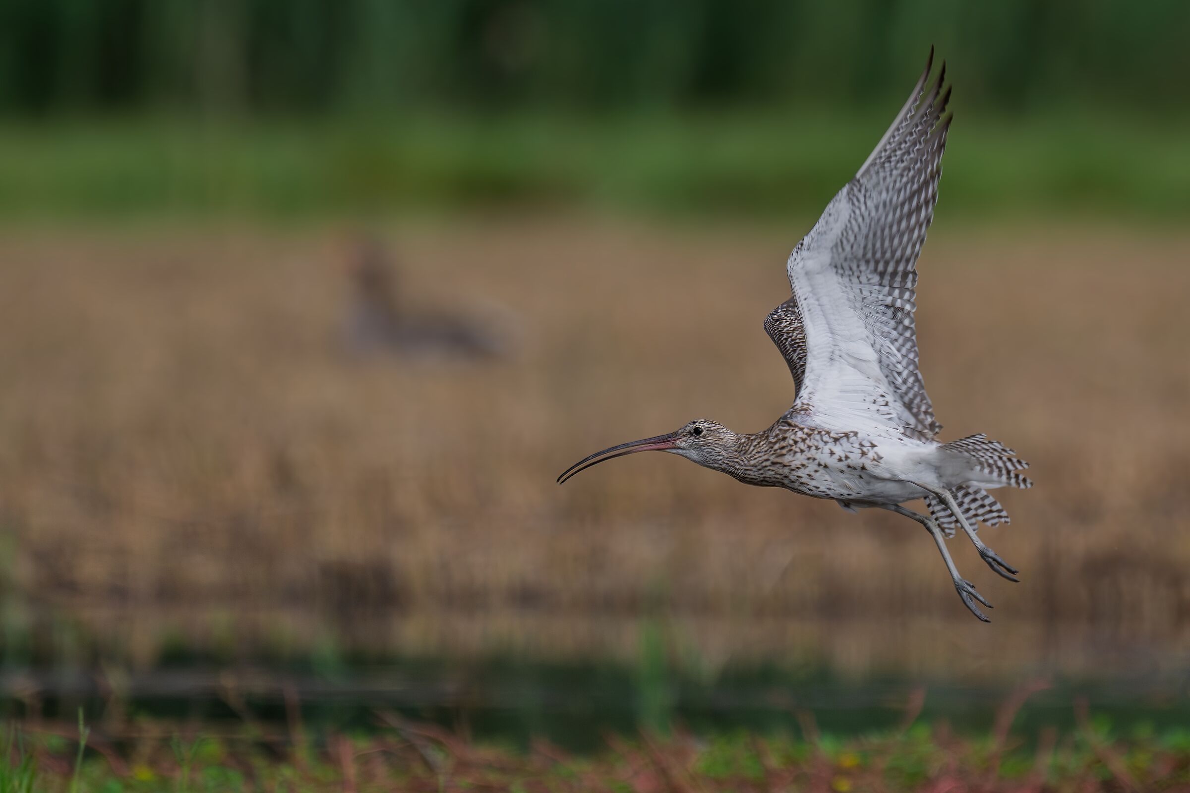 Eurasian Curlew in flight