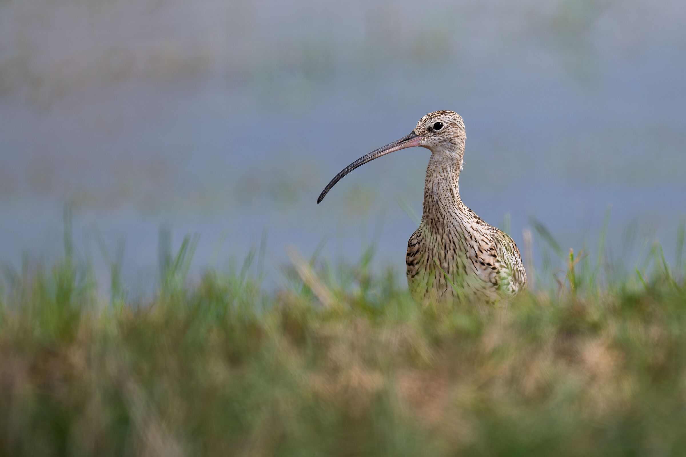 Greater Curlew