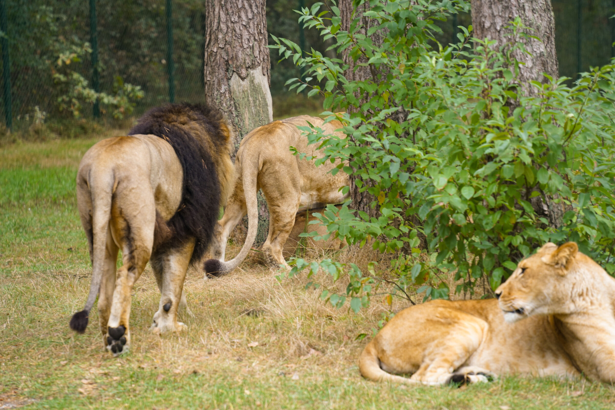 Serengeti park Hodenhagen