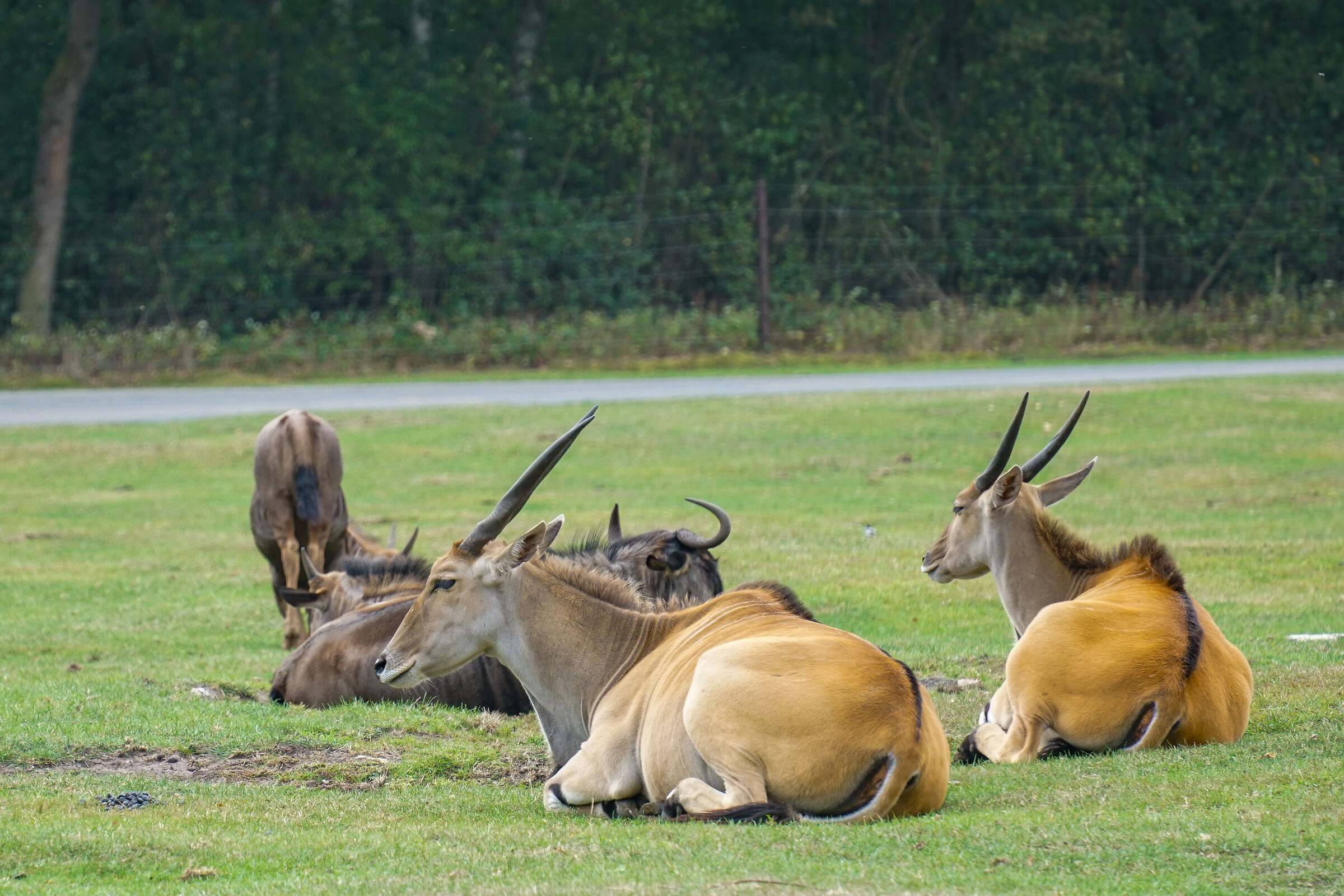 Serengeti park Hodenhagen
