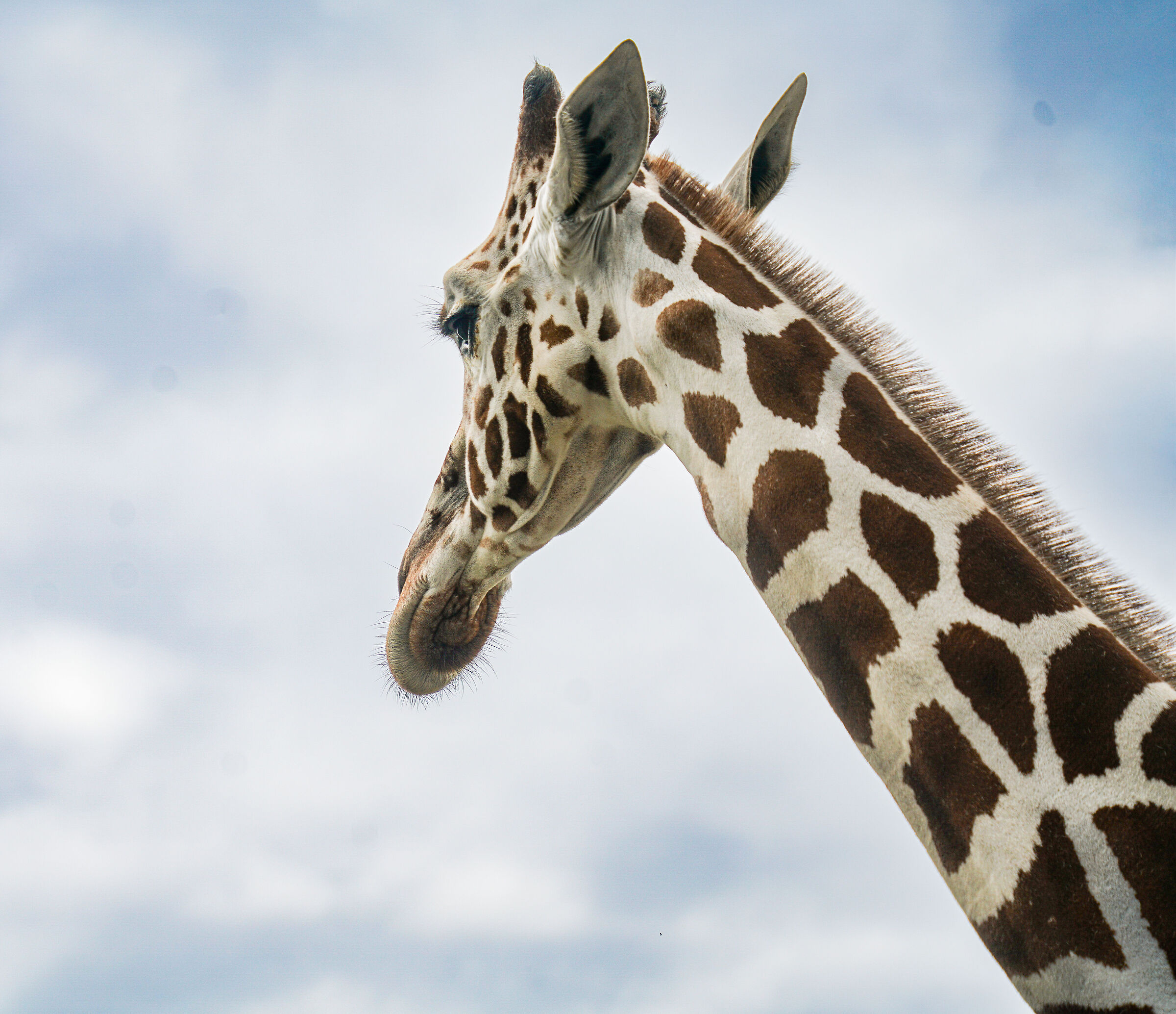 Serengeti park Hodenhagen