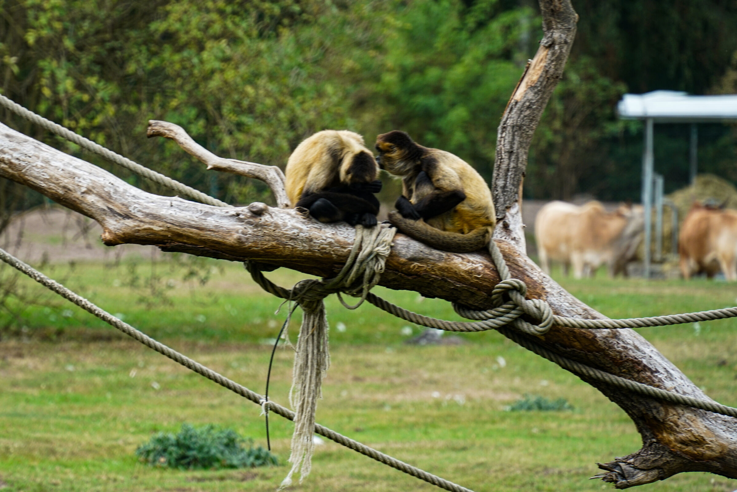 Serengeti park Hodenhagen