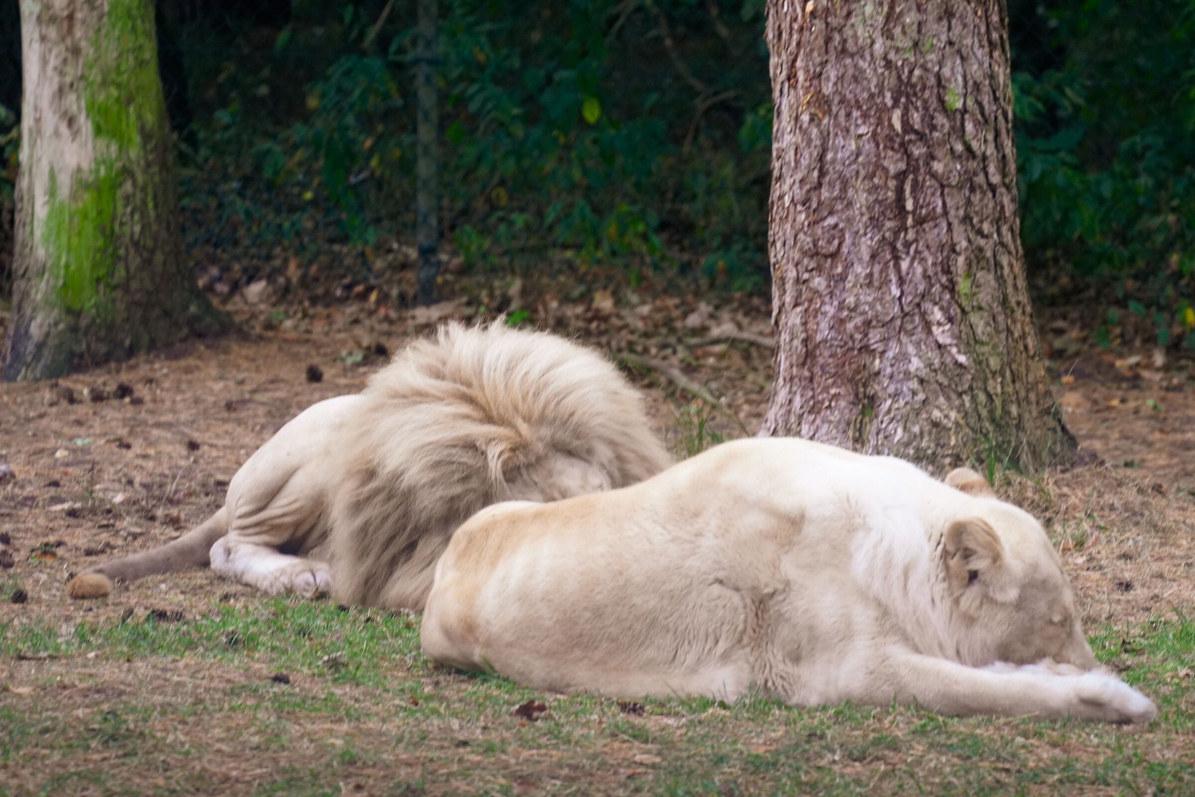 Serengeti park Hodenhagen