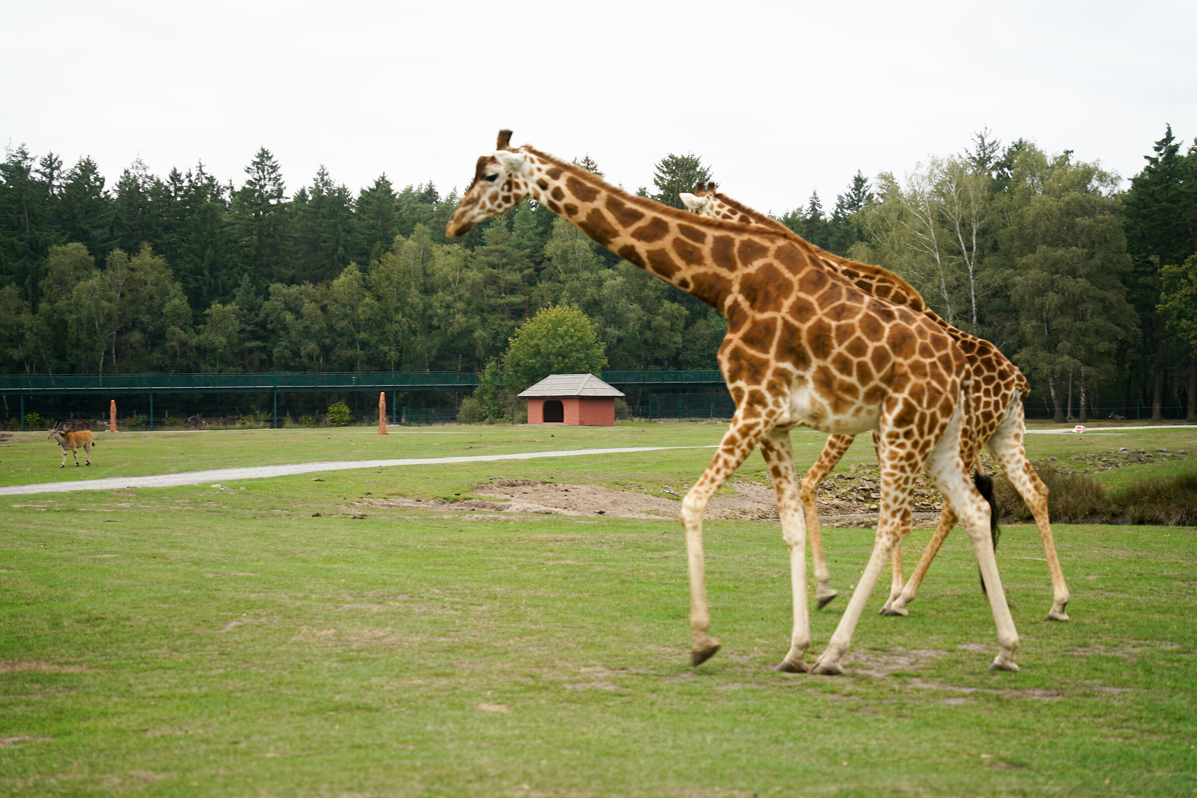 Serengeti park Hodenhagen