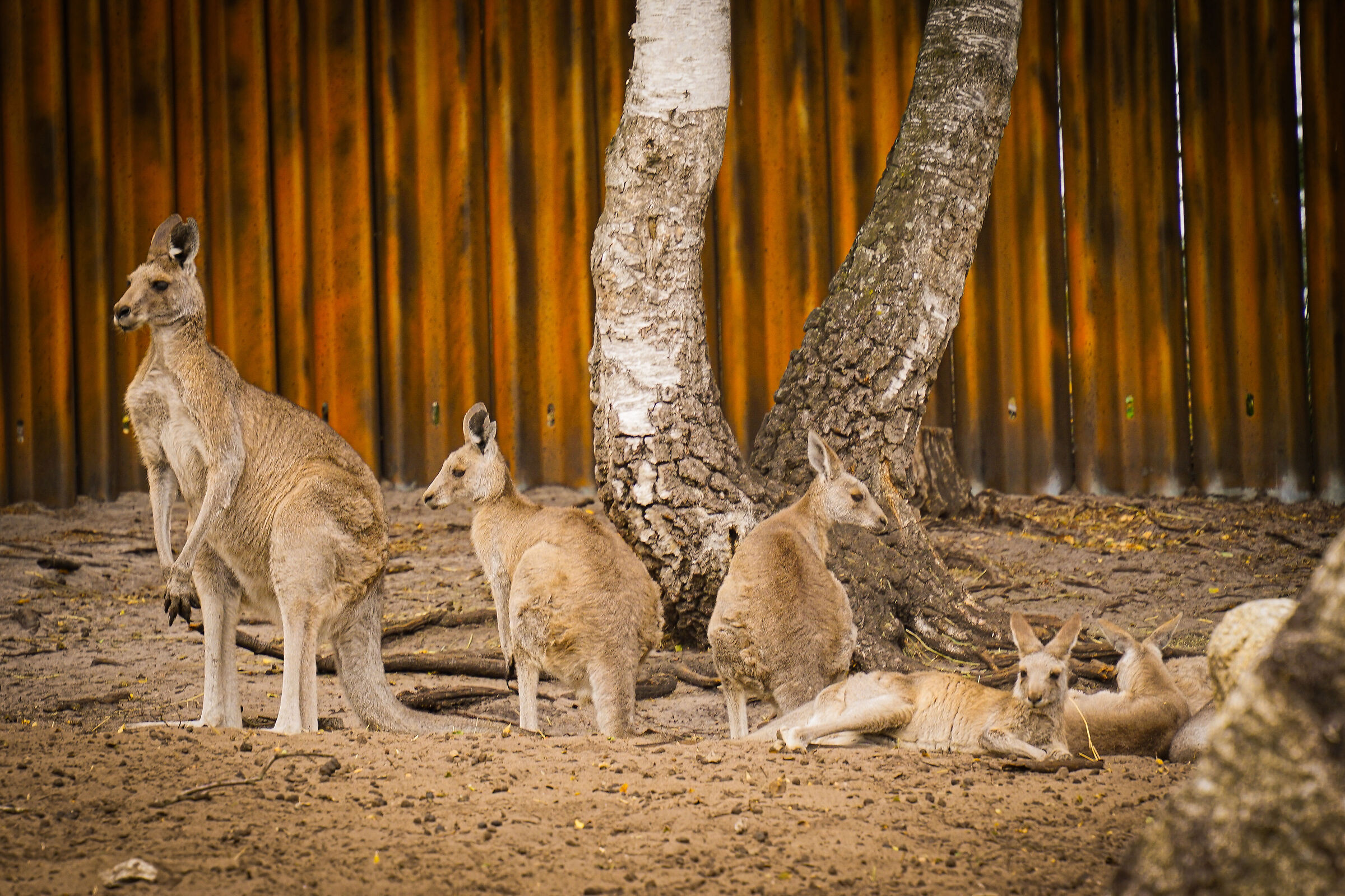 Serengeti park Hodenhagen